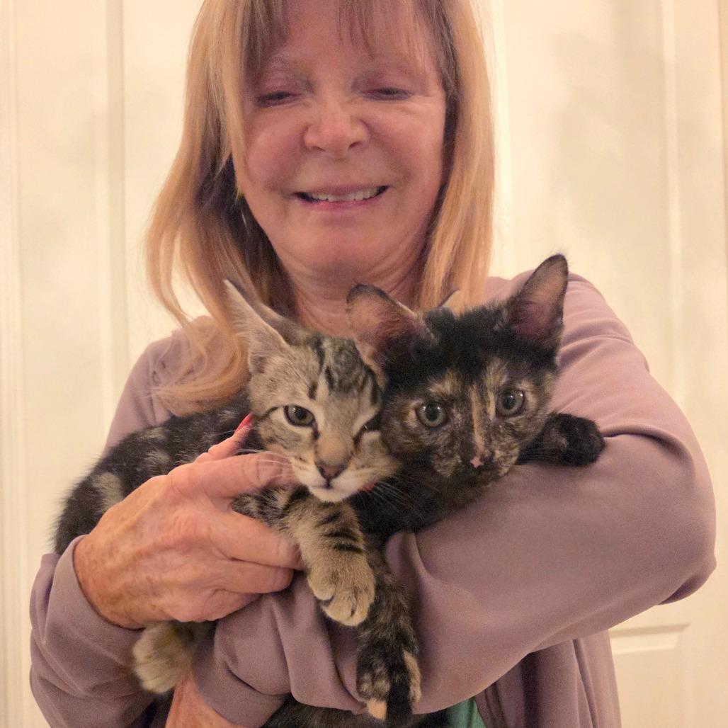 Tucker, Adoptable, Kitten Male Domestic Short Hair.