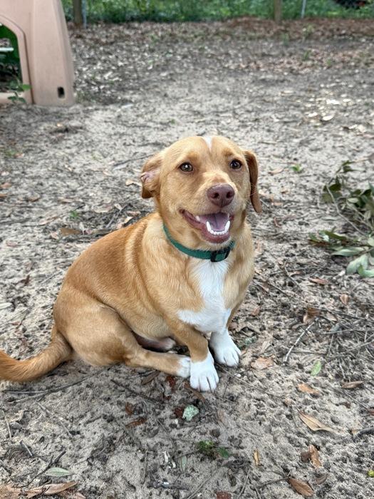 Enlarge ~ Courtesy ~ Tater, an adopted mixed breed in Mobile, AL image 1/2