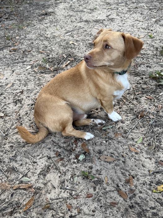 Enlarge ~ Courtesy ~ Tater, an adopted mixed breed in Mobile, AL image 2/2