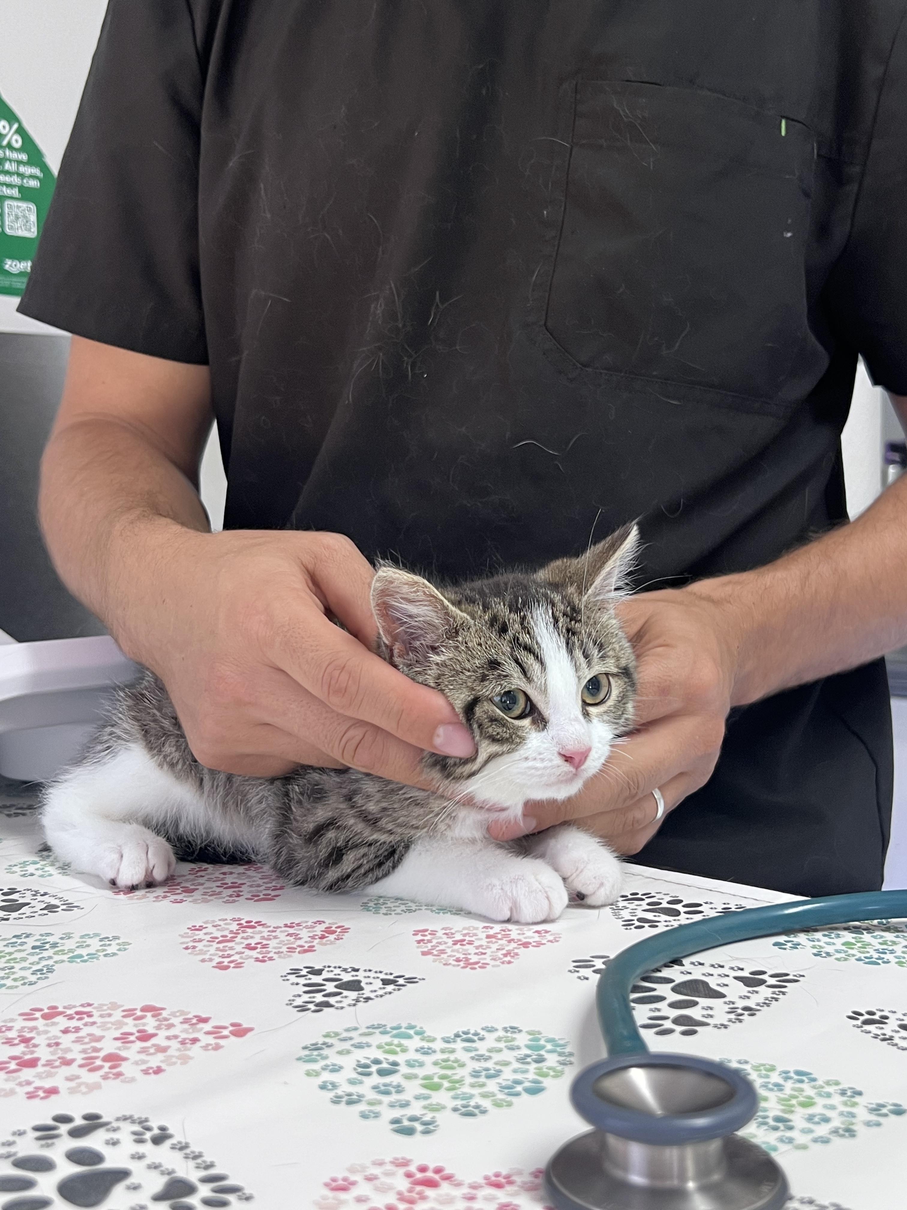 Romarin, an adoptable Domestic Short Hair in Wakefield, QC image 5/6