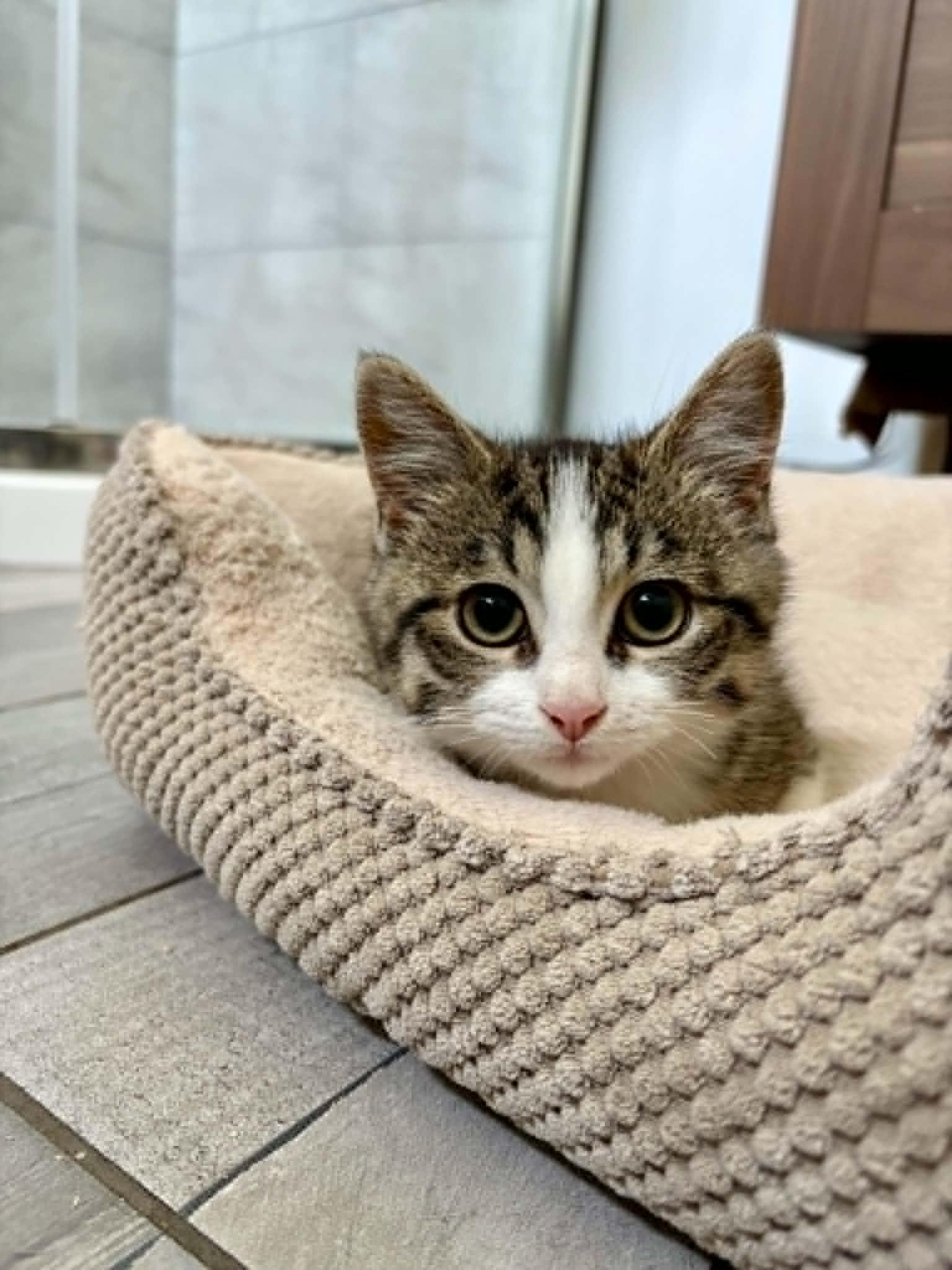 Romarin, an adoptable Domestic Short Hair in Wakefield, QC image 1/6