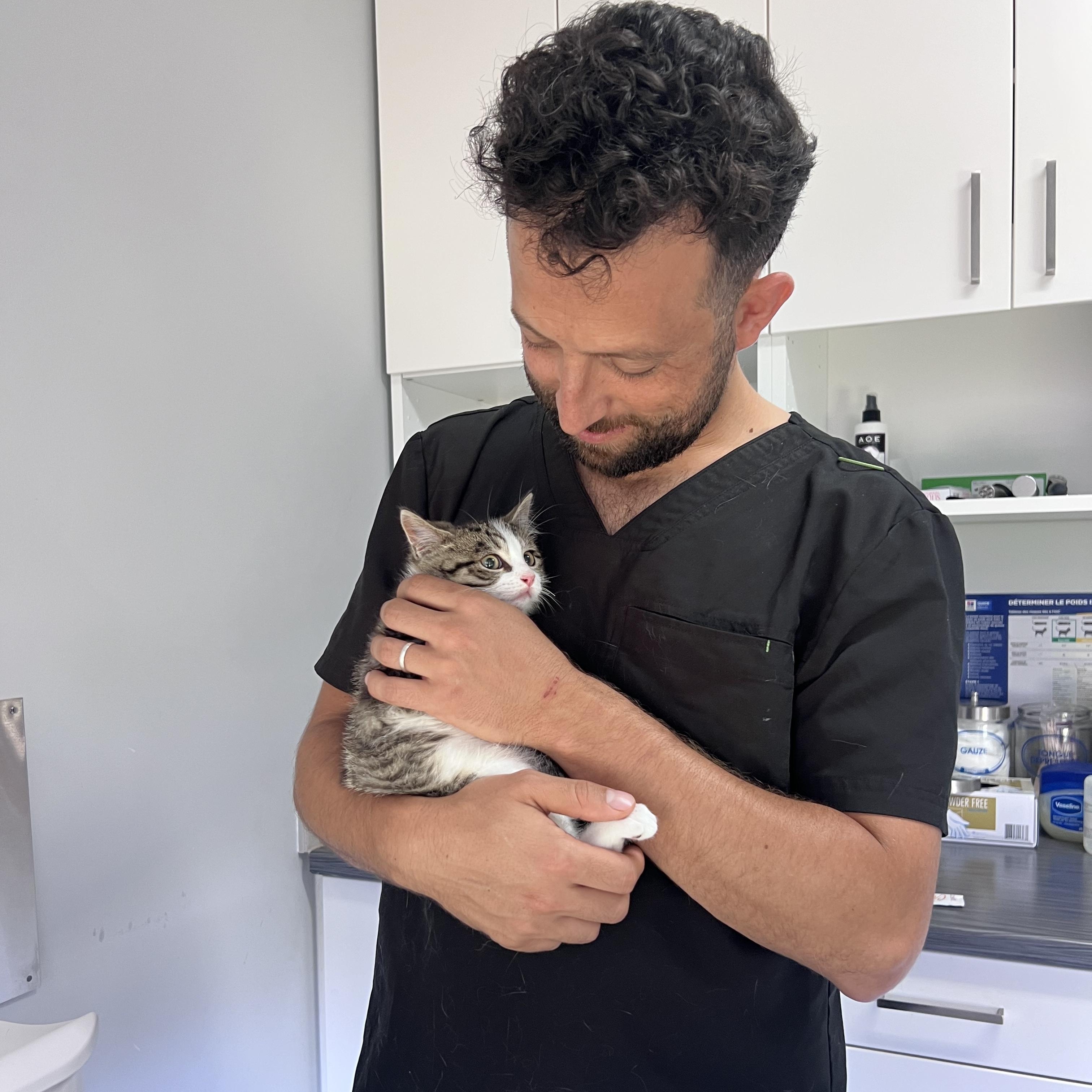 Romarin, an adoptable Domestic Short Hair in Wakefield, QC image 6/6