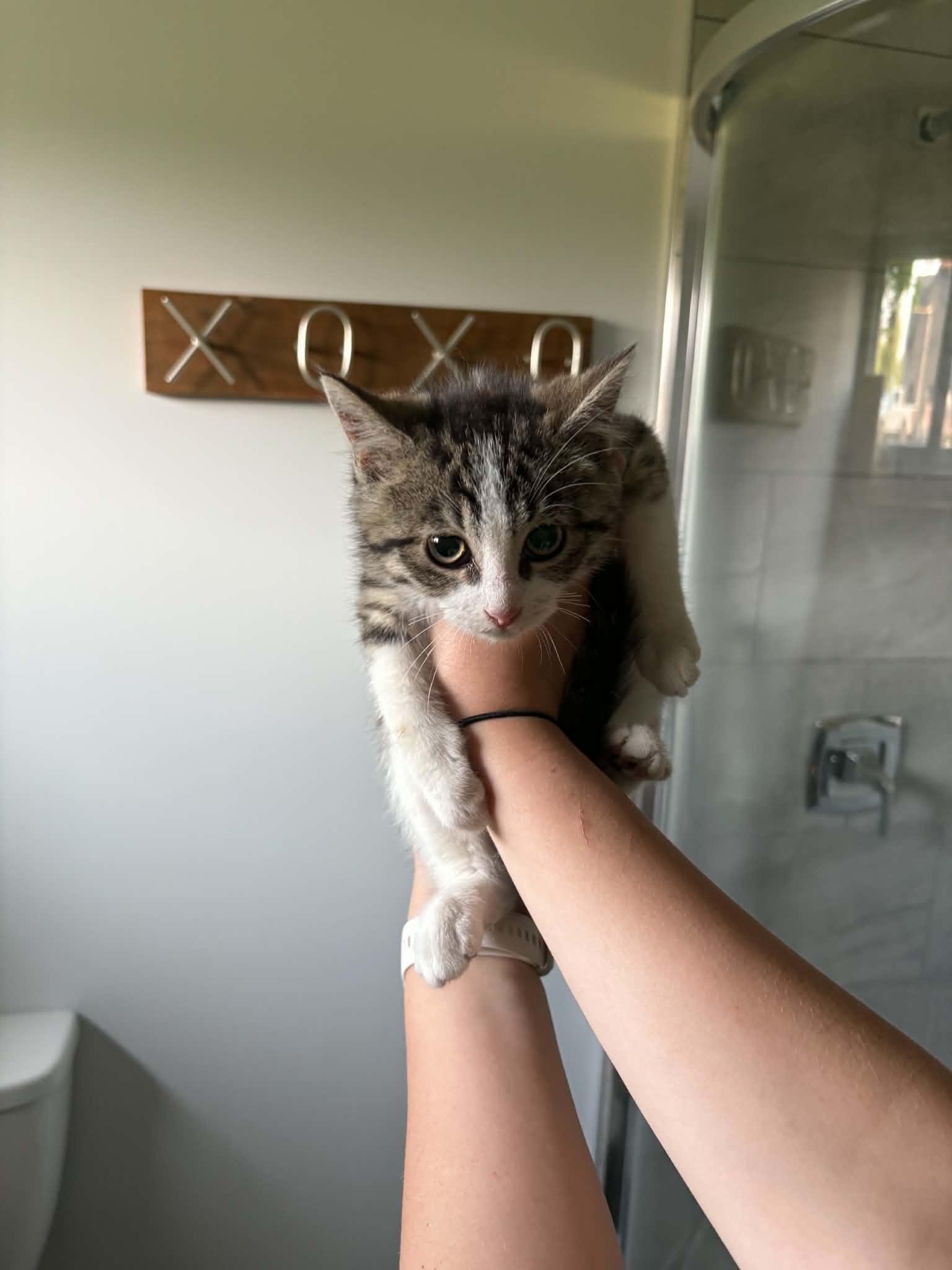 Romarin, an adoptable Domestic Short Hair in Wakefield, QC image 4/6