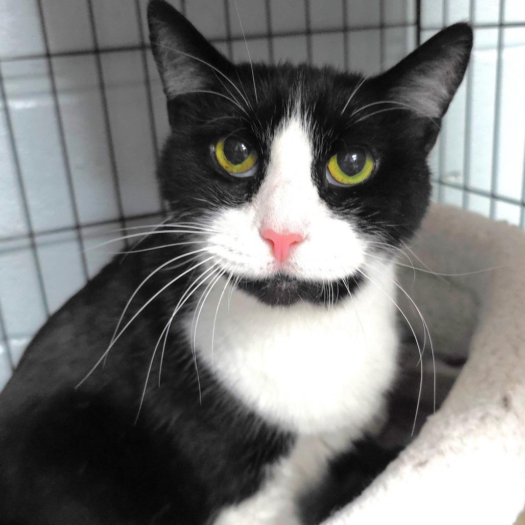 Enlarge Trouble, a Adoptable Domestic Short Hair in Michigan City, IN image 1/4