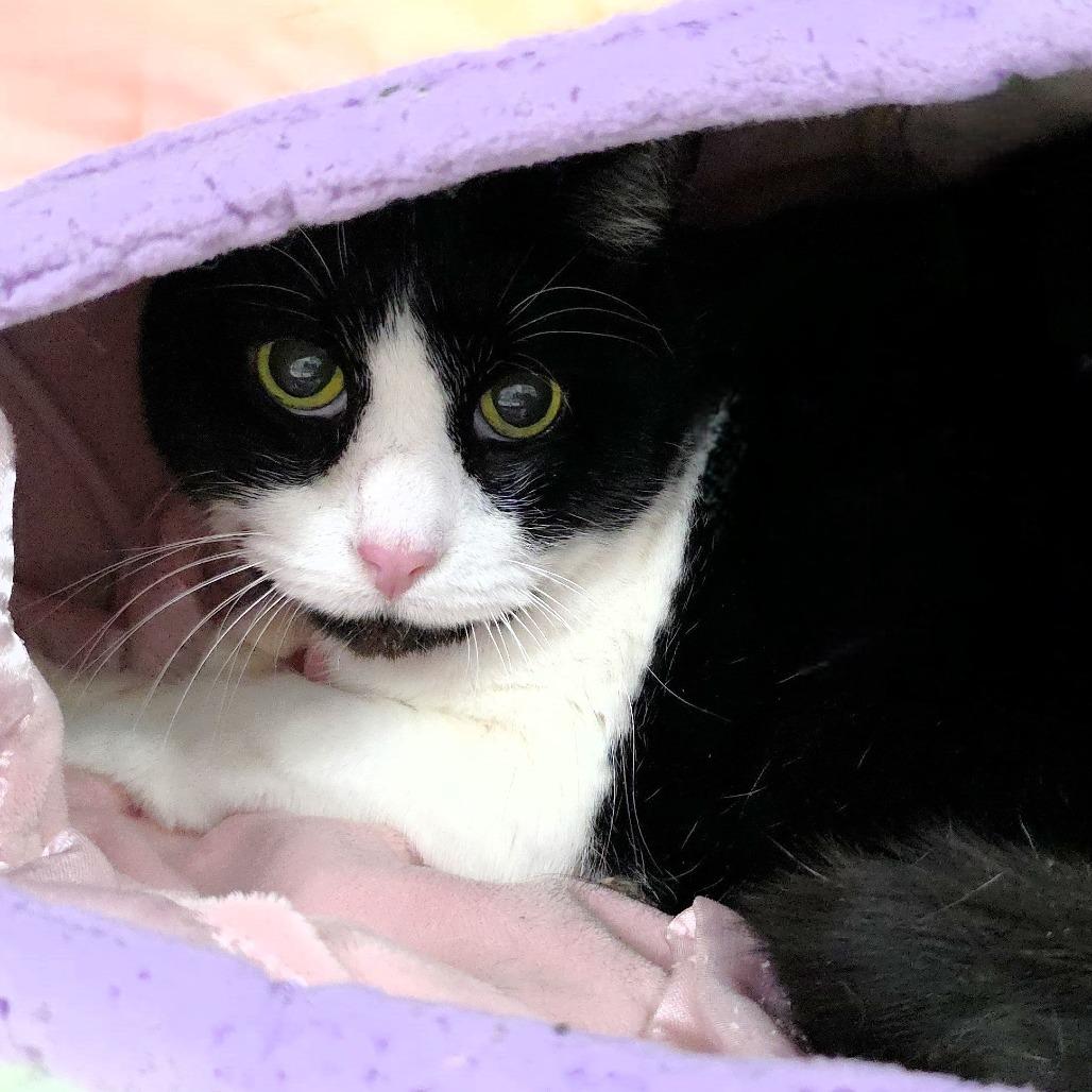 Trouble, Adoptable, Young Male Domestic Short Hair.