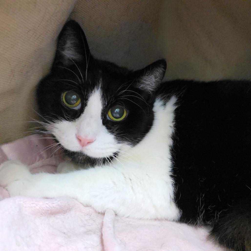 Trouble, a Adoptable Domestic Short Hair in Michigan City, IN image 2/3