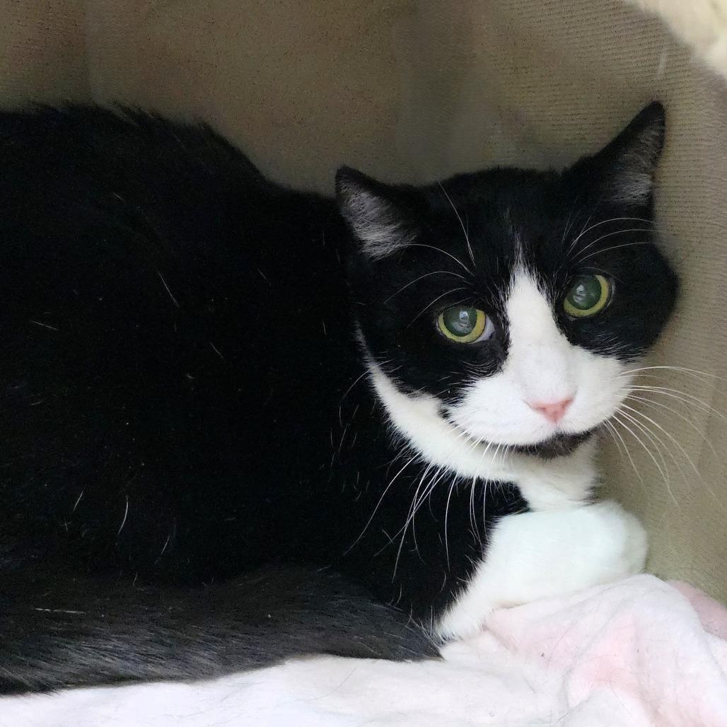 Trouble, a Adoptable Domestic Short Hair in Michigan City, IN image 3/3
