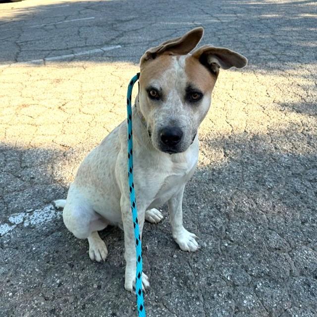 Enlarge SWAYZE, a Adoptable mixed breed in Long Beach, CA image 1/1
