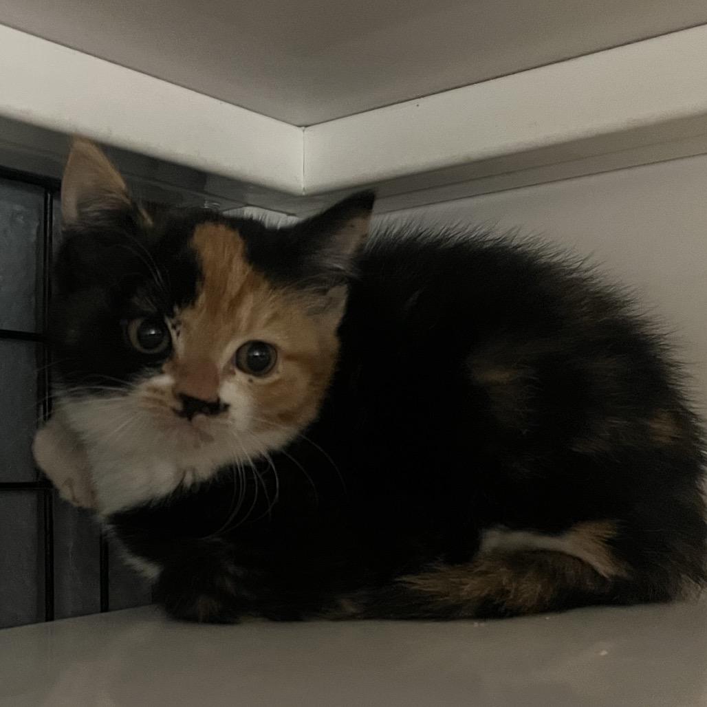 Big Mama, Adoptable, Young Female Domestic Short Hair.