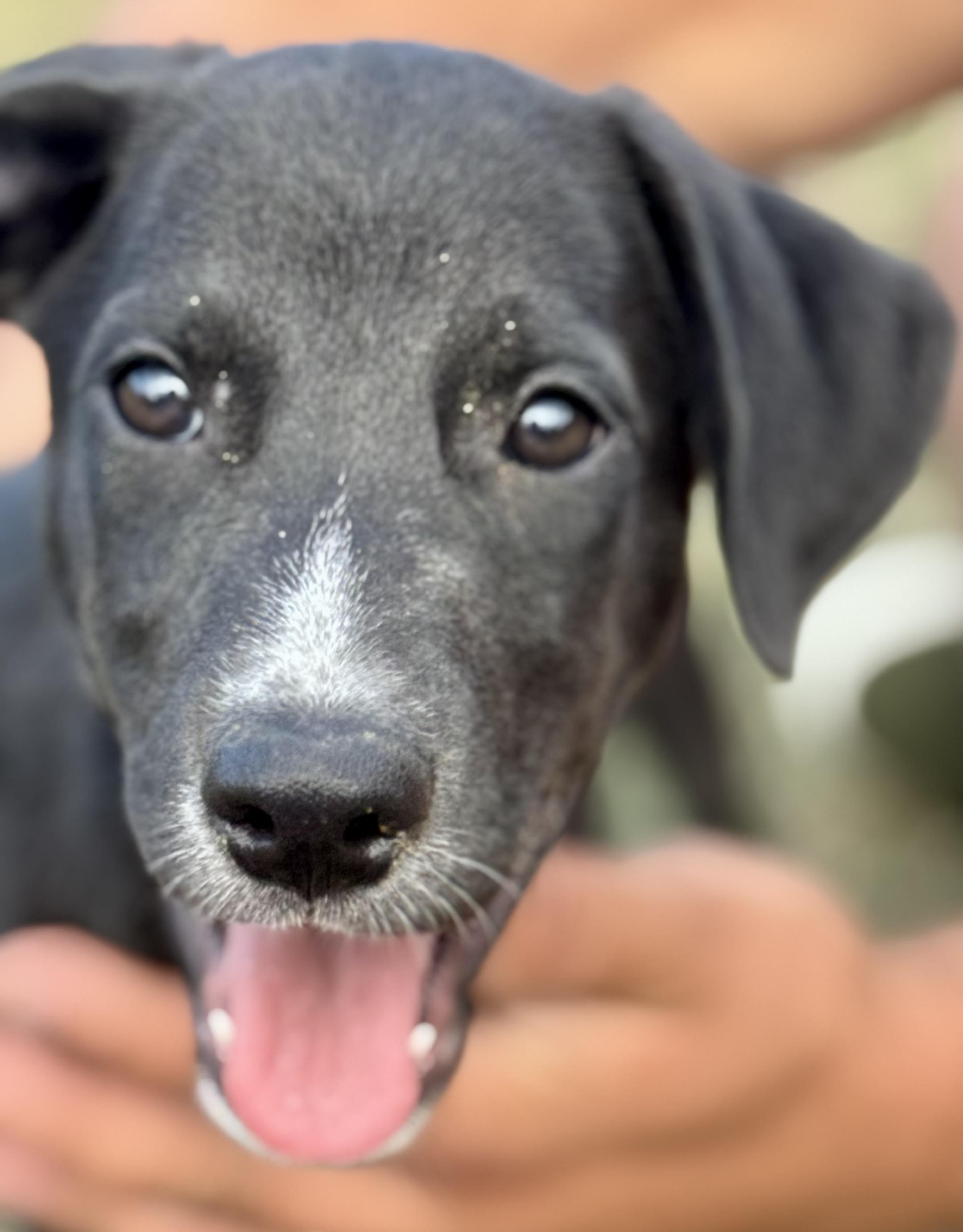 Littlefoot thumbnail 2