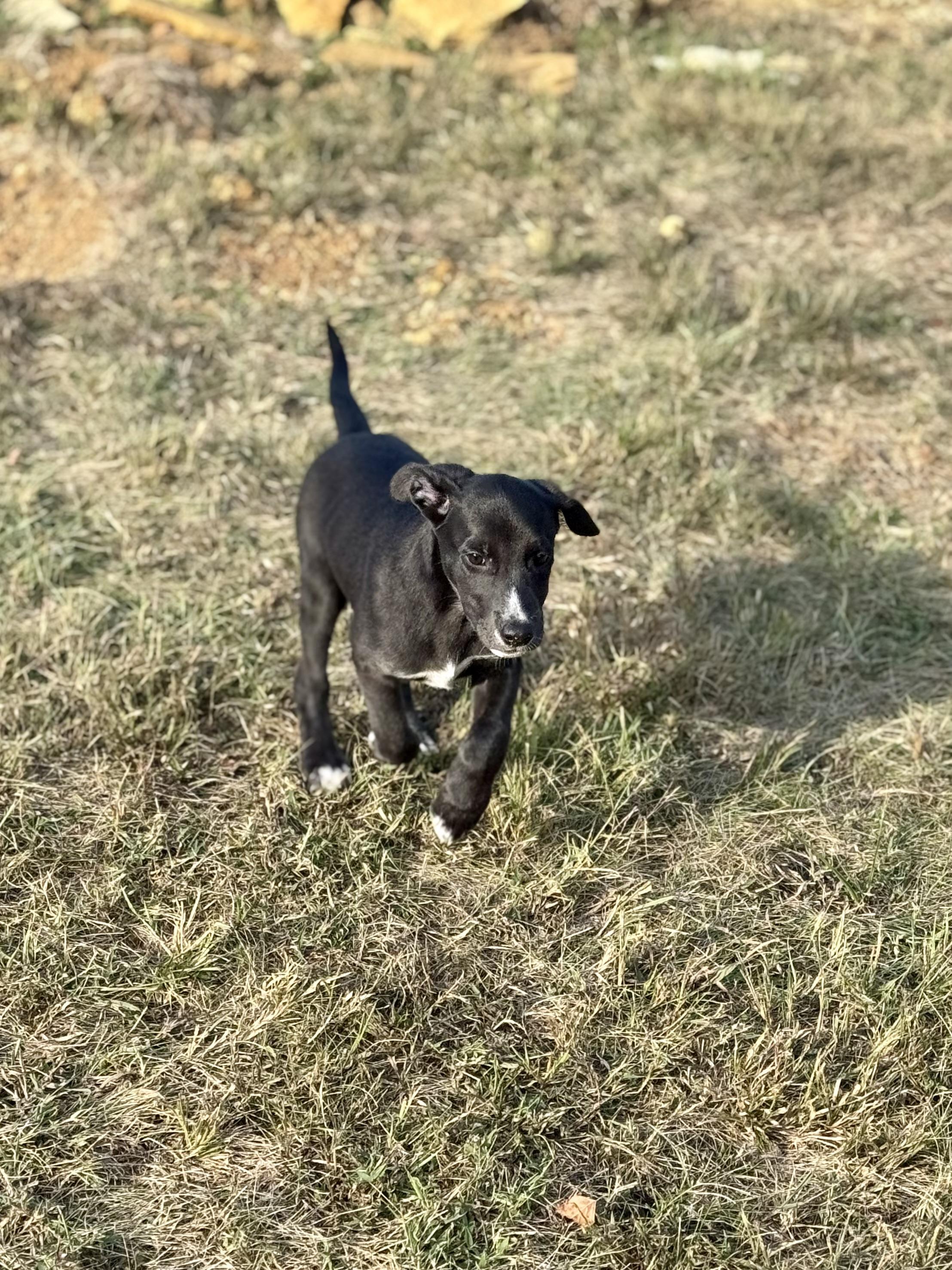 Littlefoot thumbnail 3