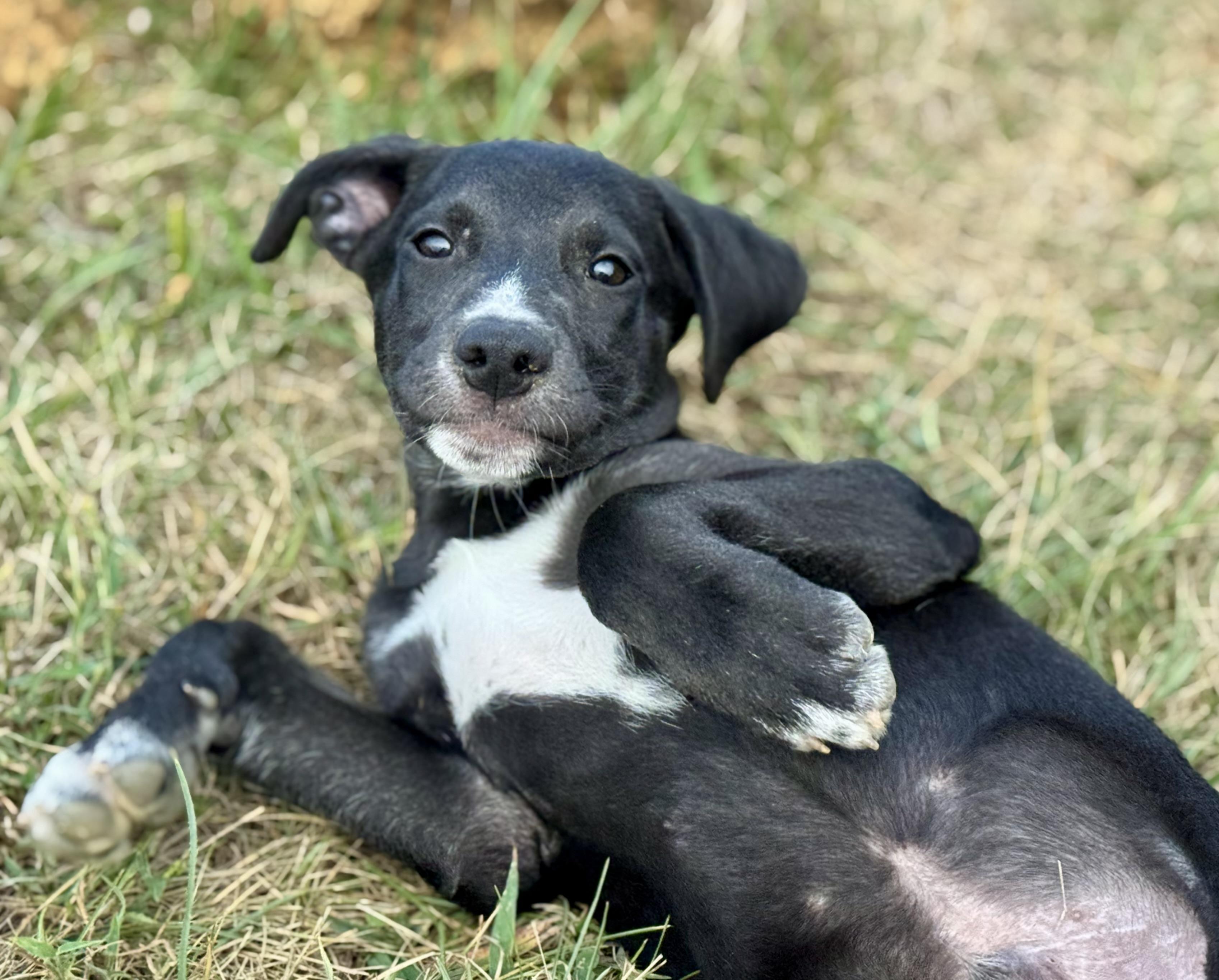 Littlefoot thumbnail 4