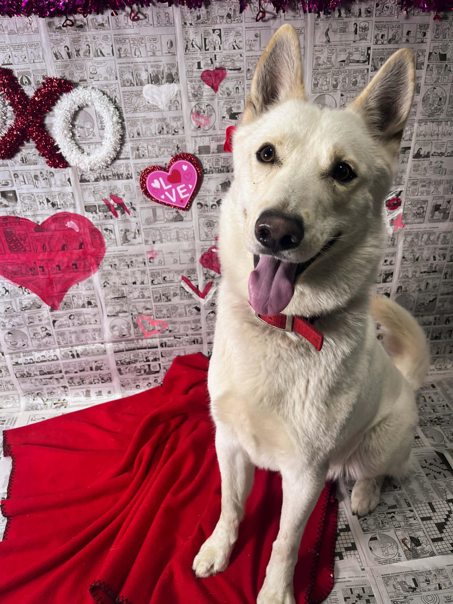 Enlarge Pierogi, a ADOPTABLE mixed breed in Martinsville, IN image 1/6