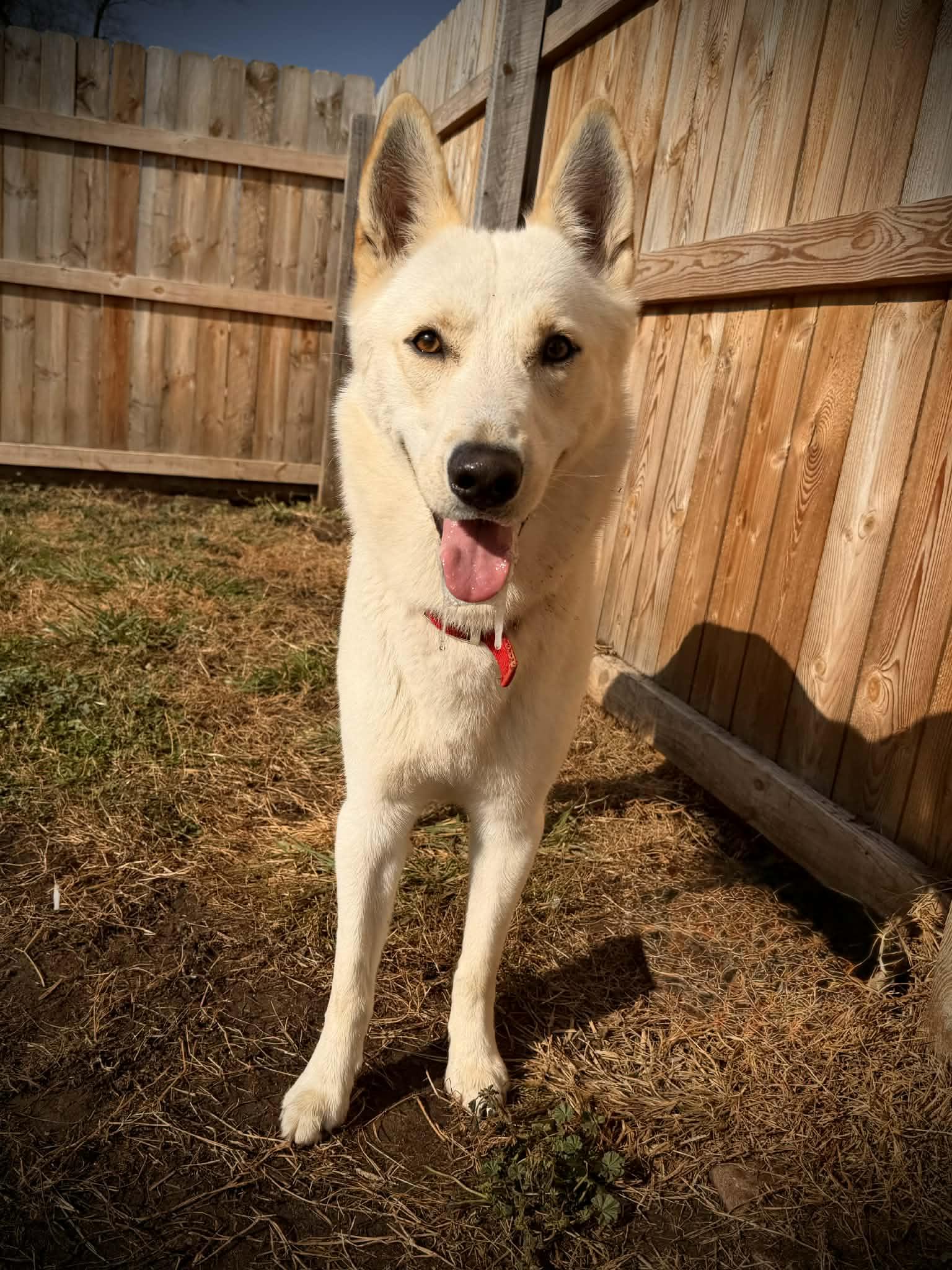 Pierogi, ADOPTABLE, Young Male German Shepherd Dog.