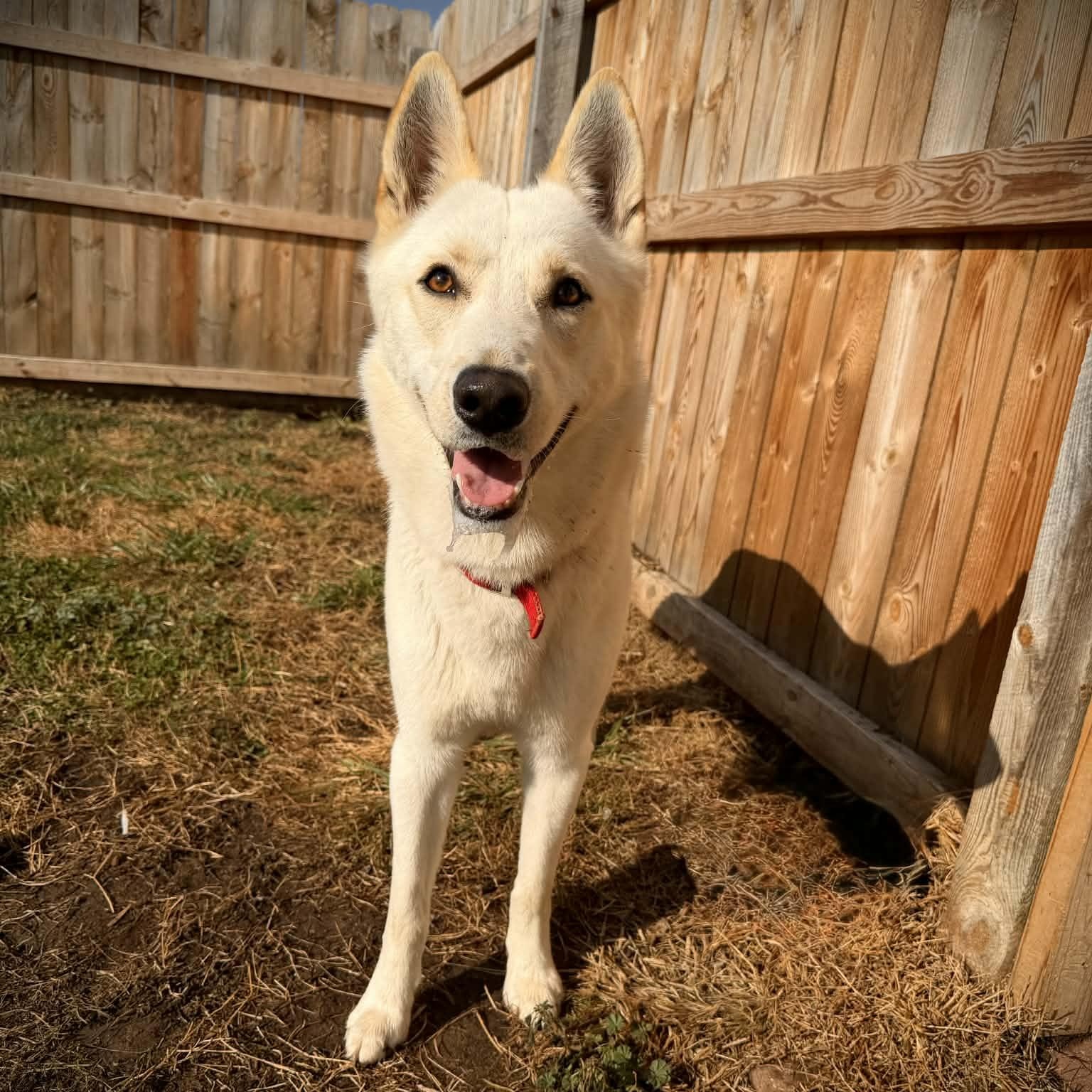 Enlarge Pierogi, a ADOPTABLE mixed breed in Martinsville, IN image 2/4