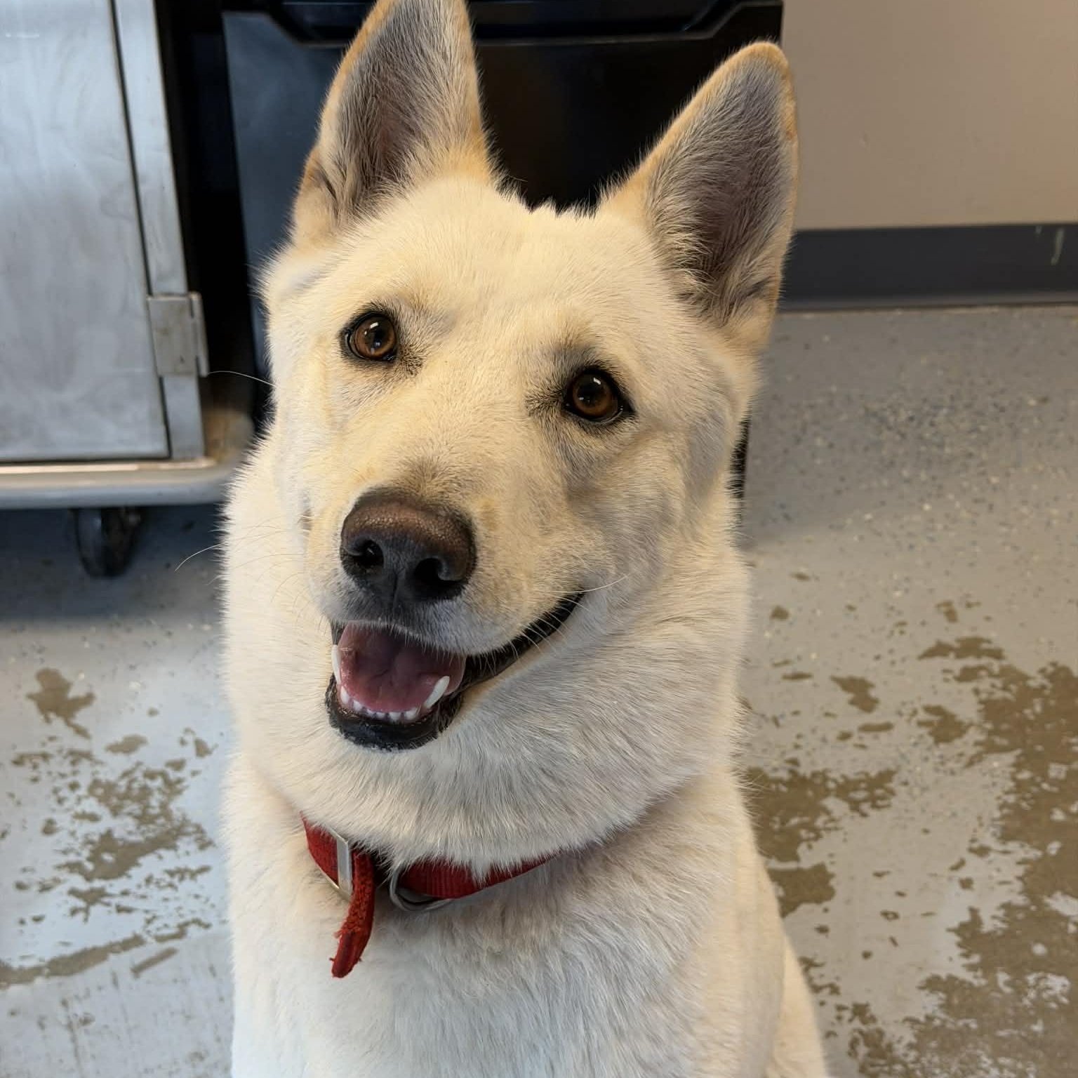 Enlarge Pierogi, a ADOPTABLE mixed breed in Martinsville, IN image 6/6