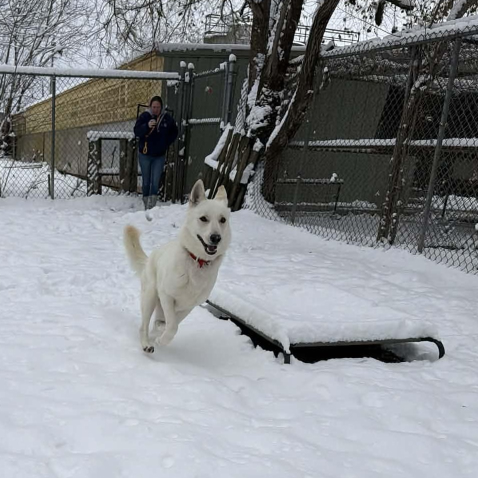 Enlarge Pierogi, a ADOPTABLE mixed breed in Martinsville, IN image 3/4