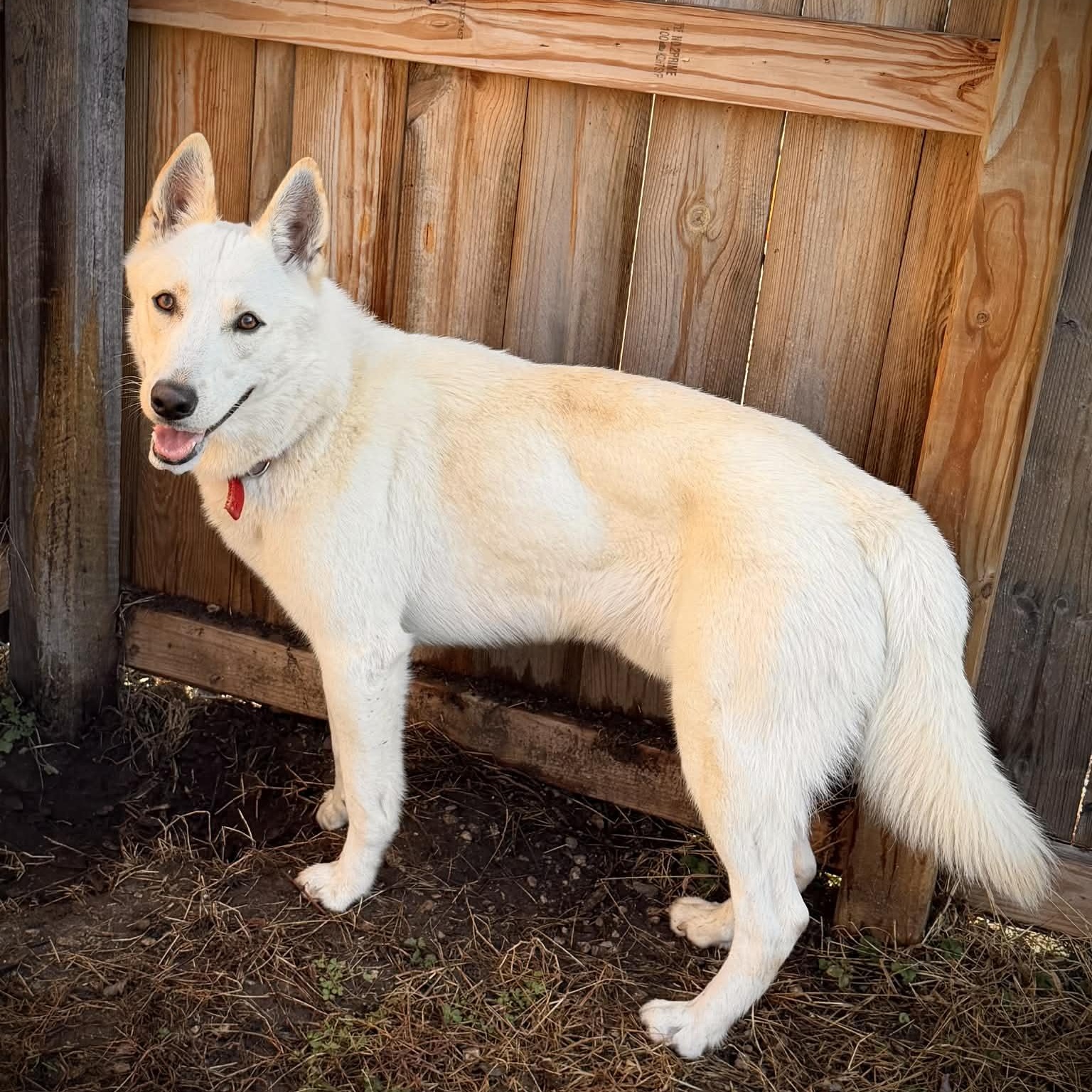 Enlarge Pierogi, a ADOPTABLE mixed breed in Martinsville, IN image 4/4