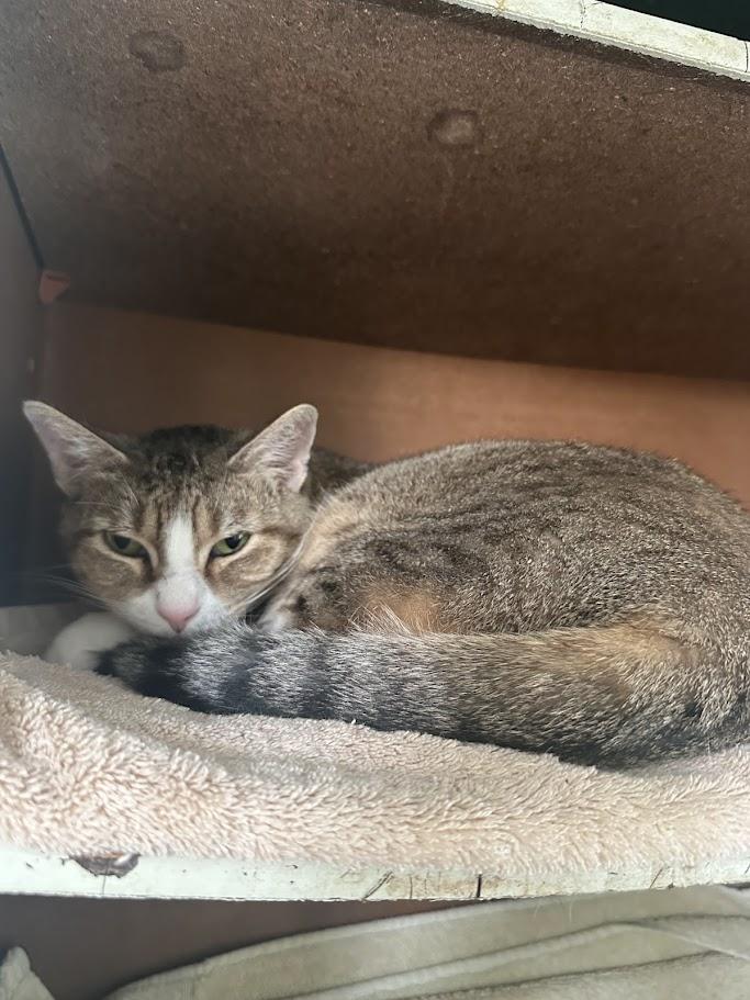 Enlarge Max, a ADOPTABLE American Shorthair in Cape May, NJ image 1/1