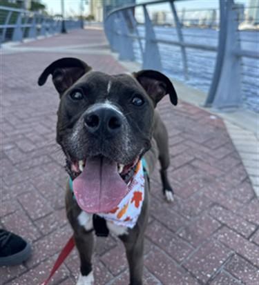 Enlarge MARCELINE, a Adoptable Mixed Breed in Jacksonville, FL image 1/1