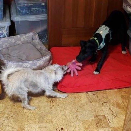 Enlarge ROSIE - BR, a Adoptable mixed breed in Burlington, WA image 4/6