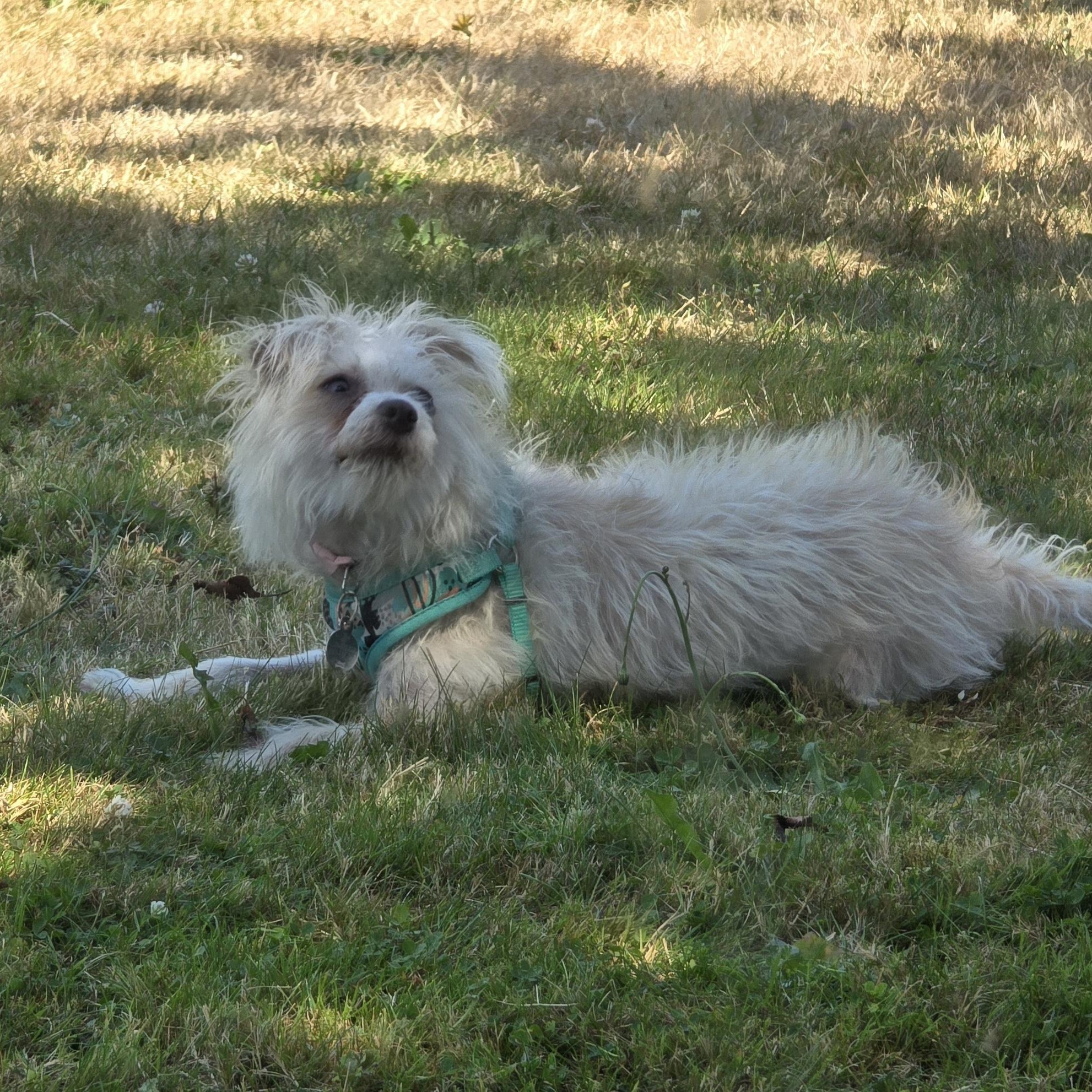 Enlarge ROSIE - BR, a Adoptable mixed breed in Burlington, WA image 2/6