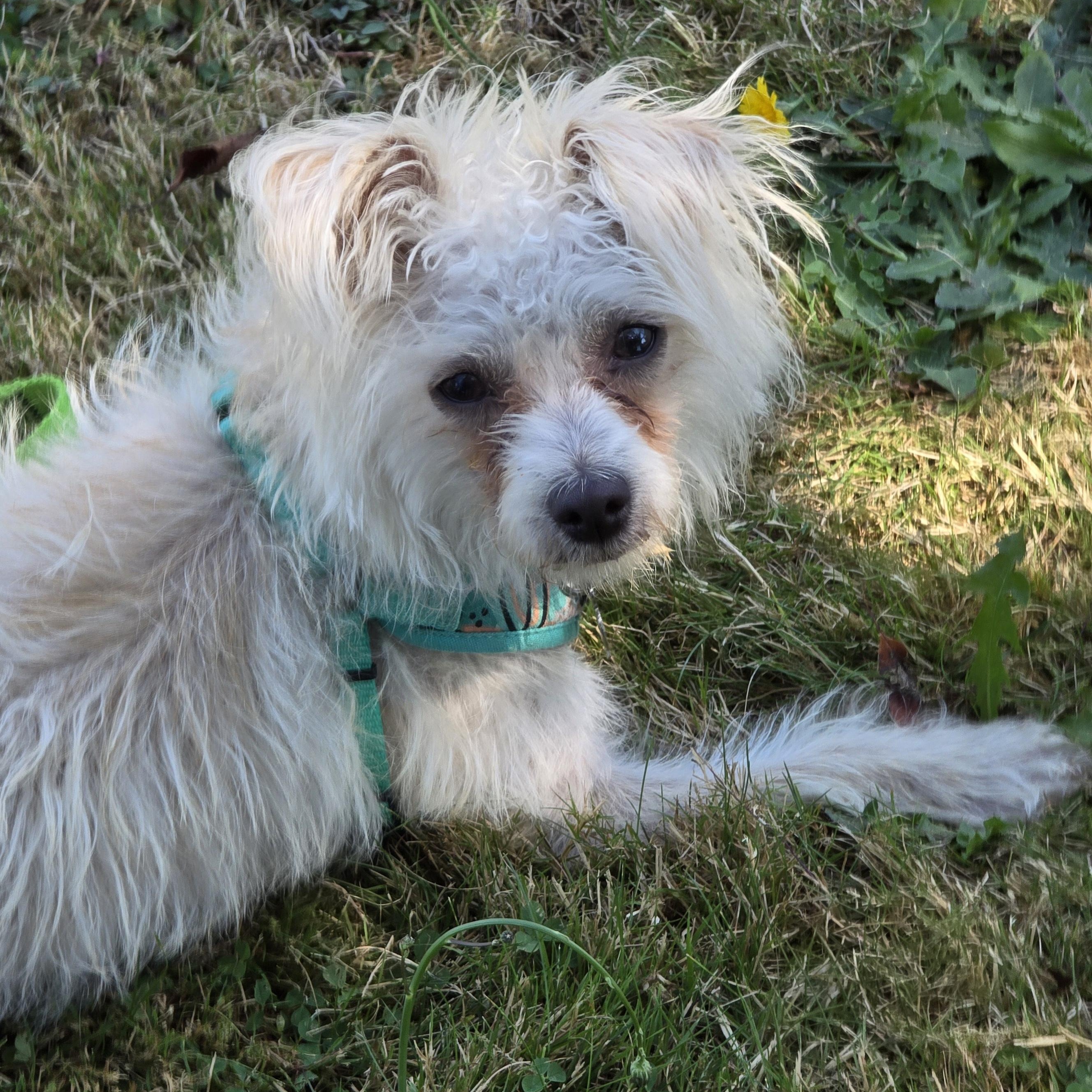 Enlarge ROSIE - BR, a Adoptable mixed breed in Burlington, WA image 1/6