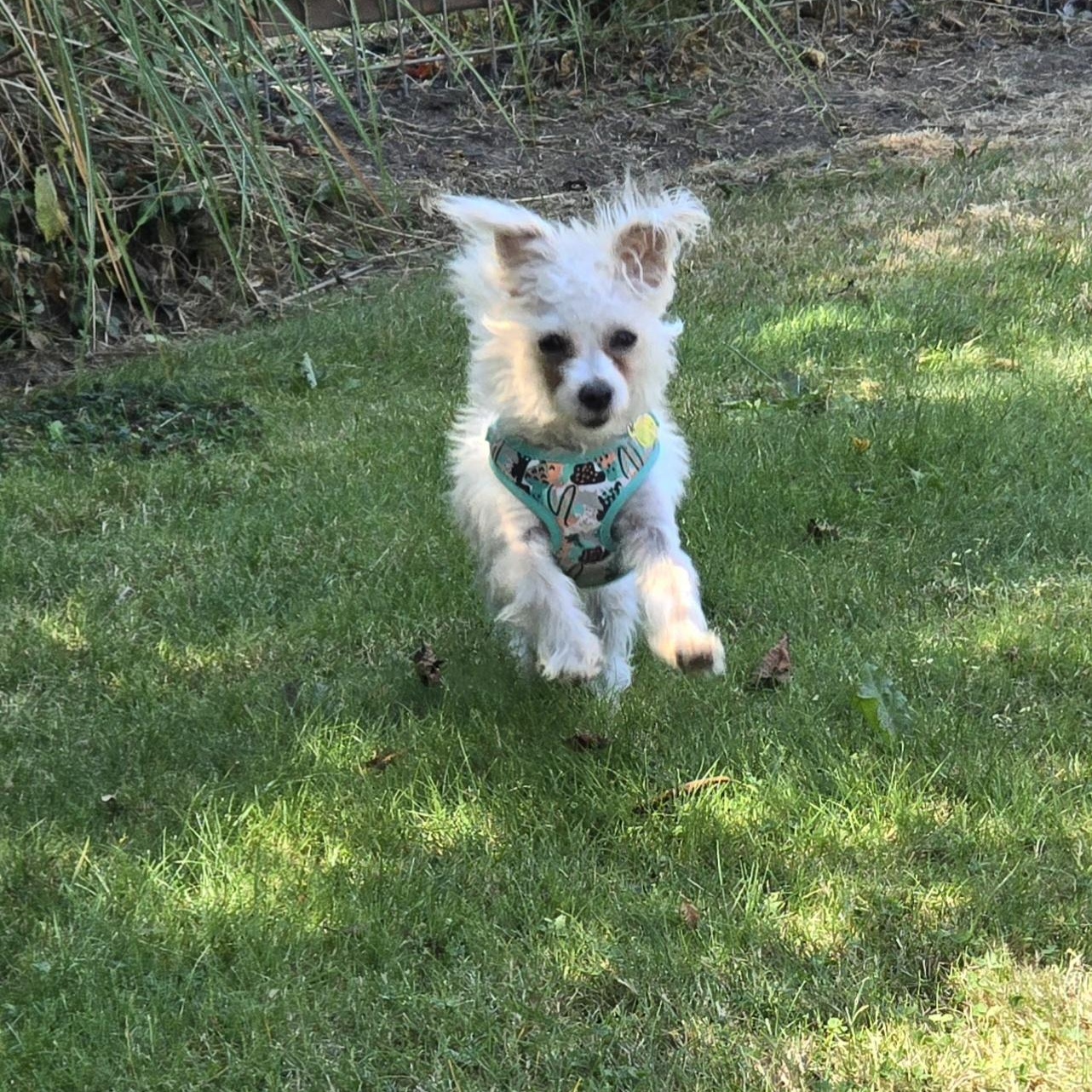 Enlarge ROSIE - BR, a Adoptable mixed breed in Burlington, WA image 5/6