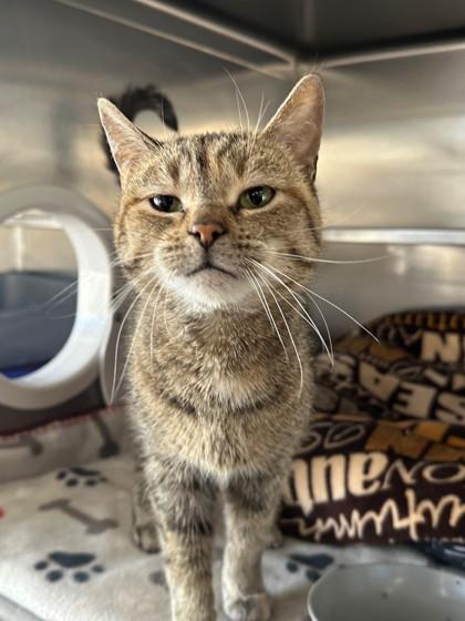 Sylvia, adopted, Adult Female Domestic Short Hair.