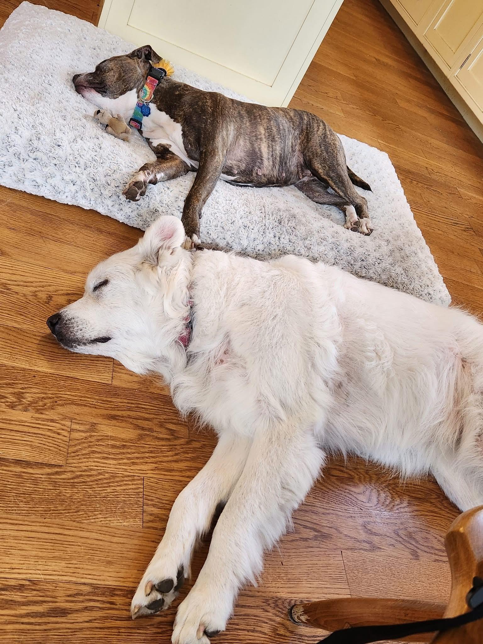 Enlarge Athena, a Adopted mixed breed in Acushnet, MA image 3/6