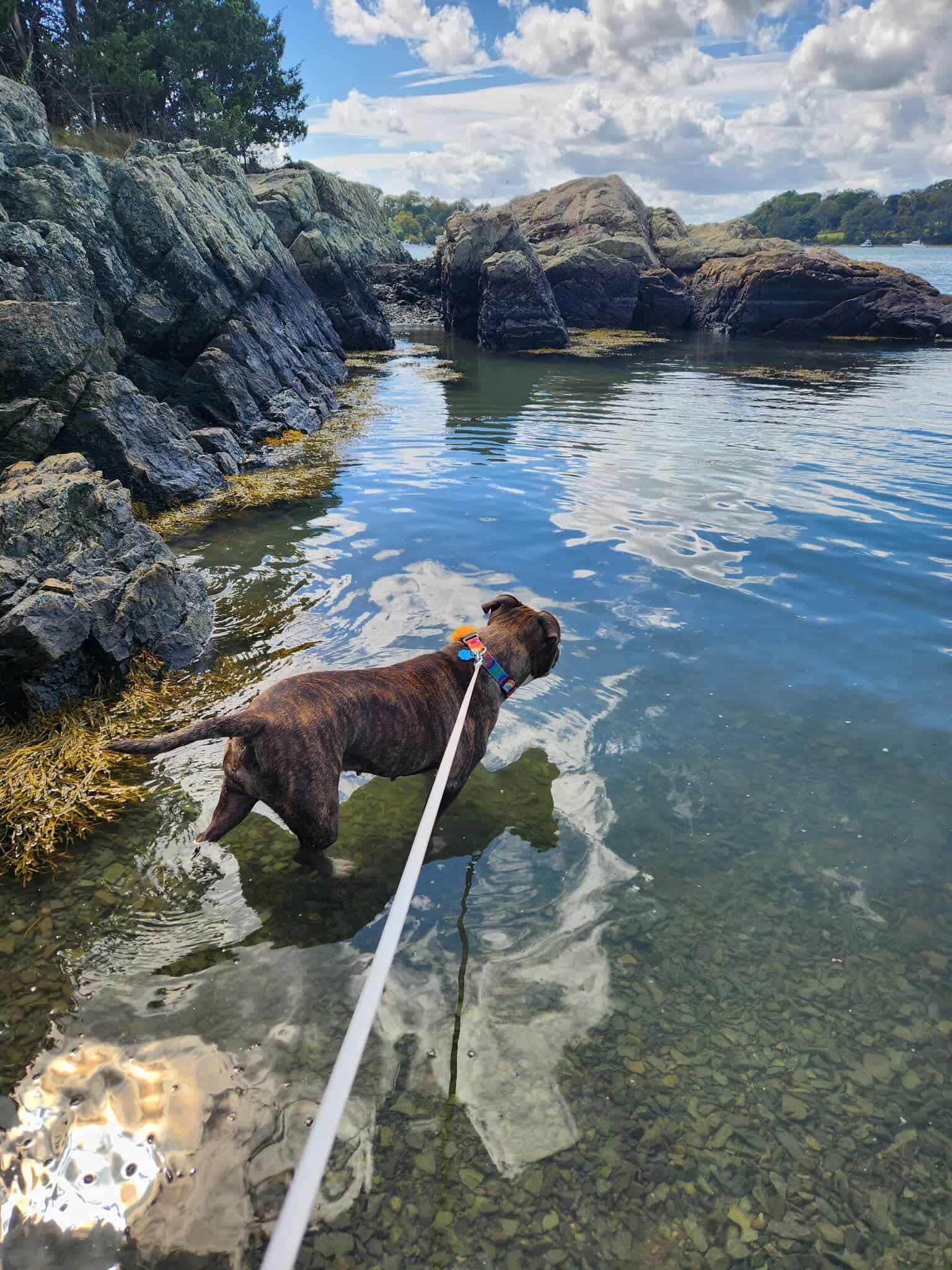 Enlarge Athena, a Adopted mixed breed in Acushnet, MA image 4/6