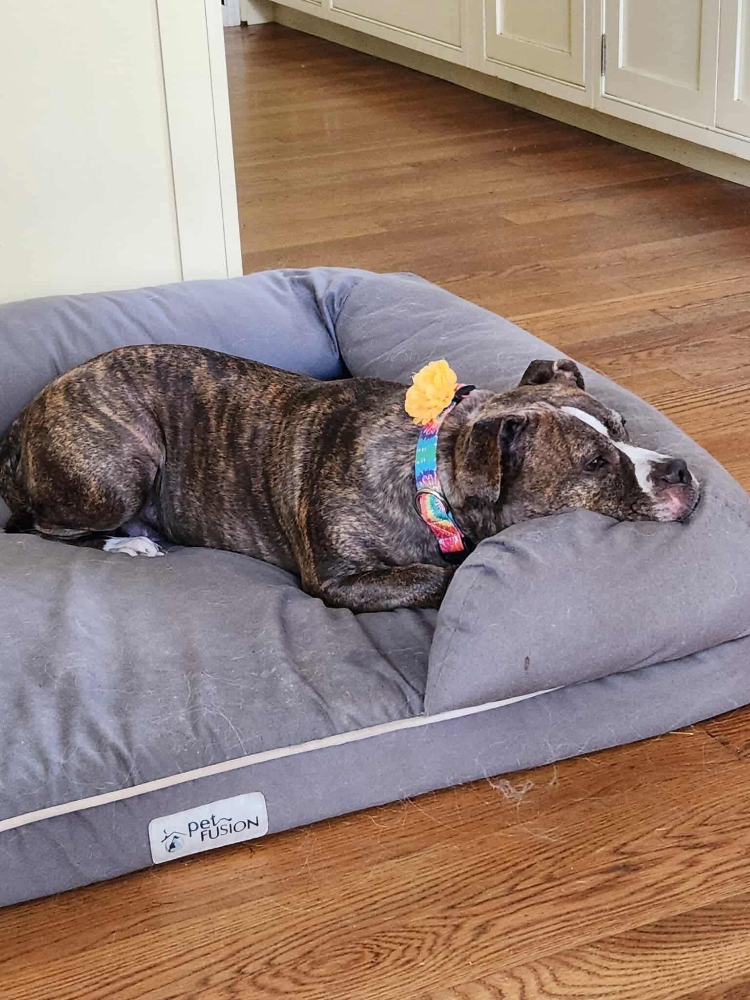 Enlarge Athena, a Adopted mixed breed in Acushnet, MA image 6/6