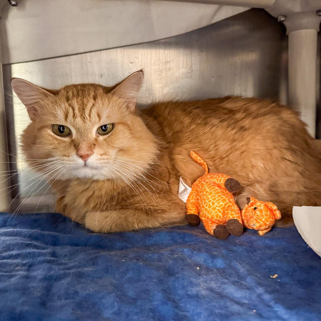 Enlarge Terri, a Adoptable Domestic Medium Hair in Kennebunk, ME image 2/2