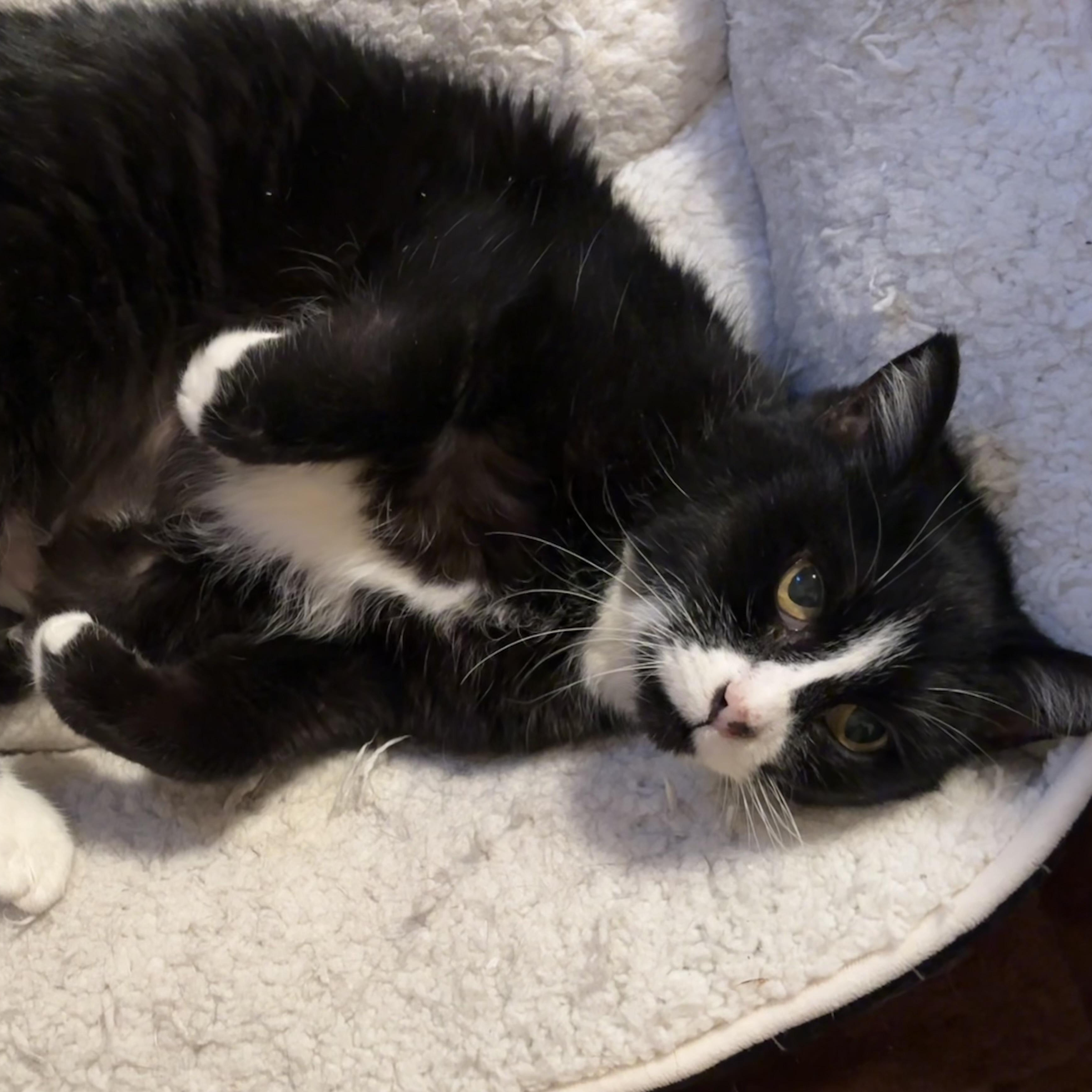 Delta, a ADOPTABLE Domestic Short Hair in Denver, CO image 3/6