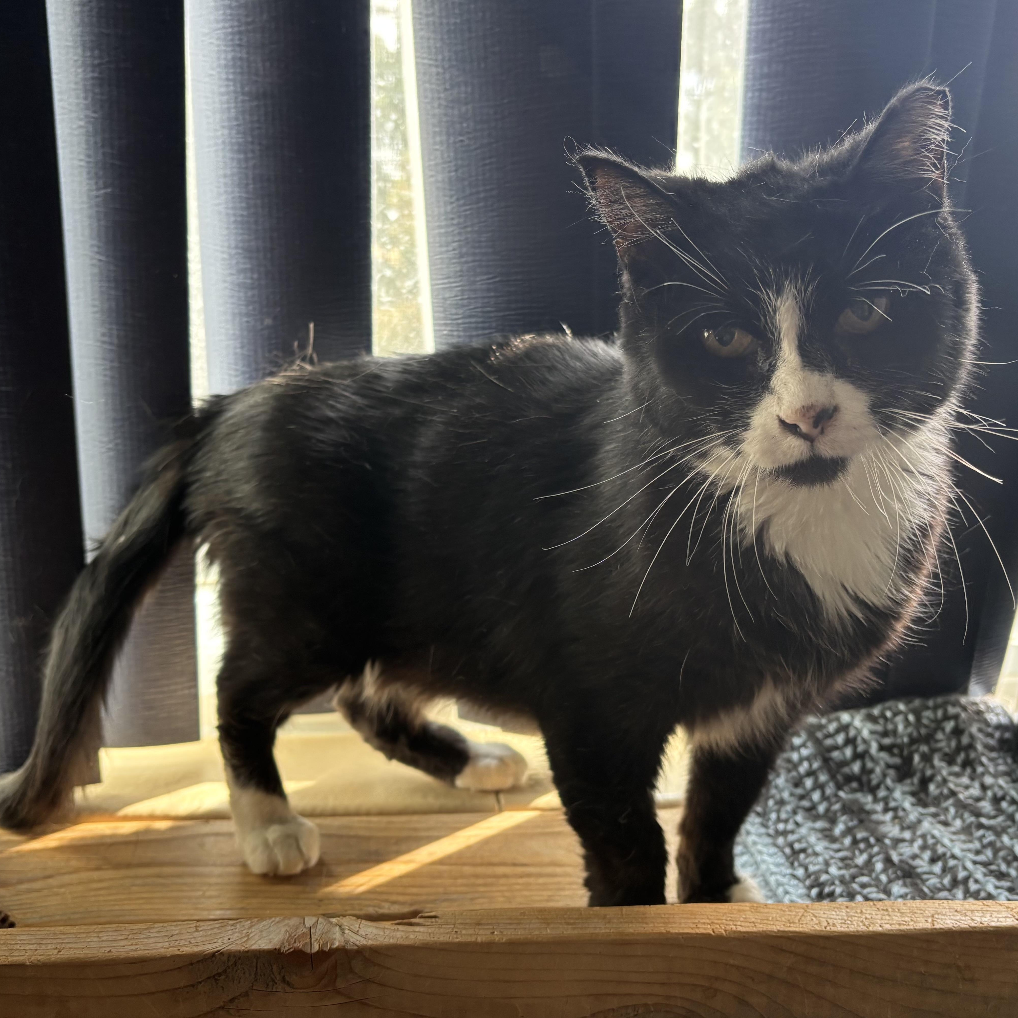Delta, a ADOPTABLE Domestic Short Hair in Denver, CO image 4/6