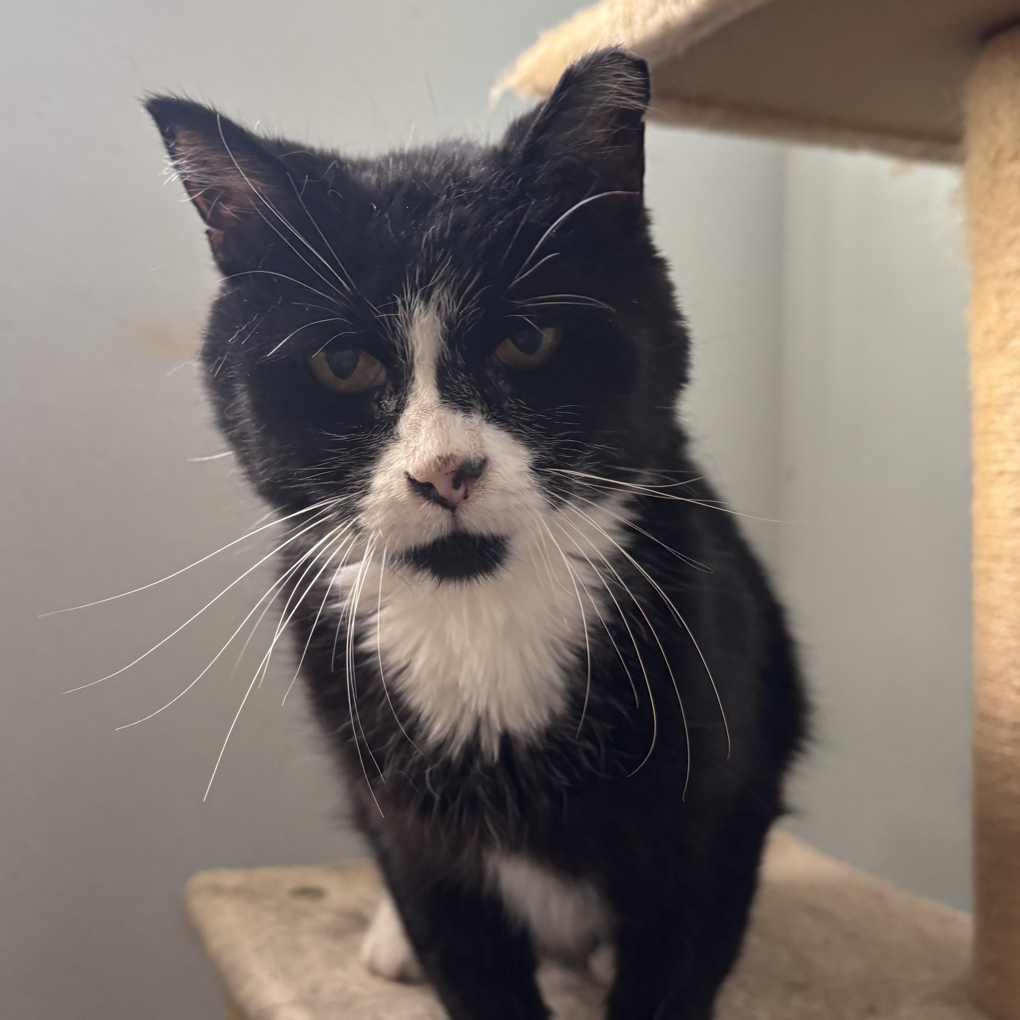 Delta, a ADOPTABLE Domestic Short Hair in Denver, CO image 1/6