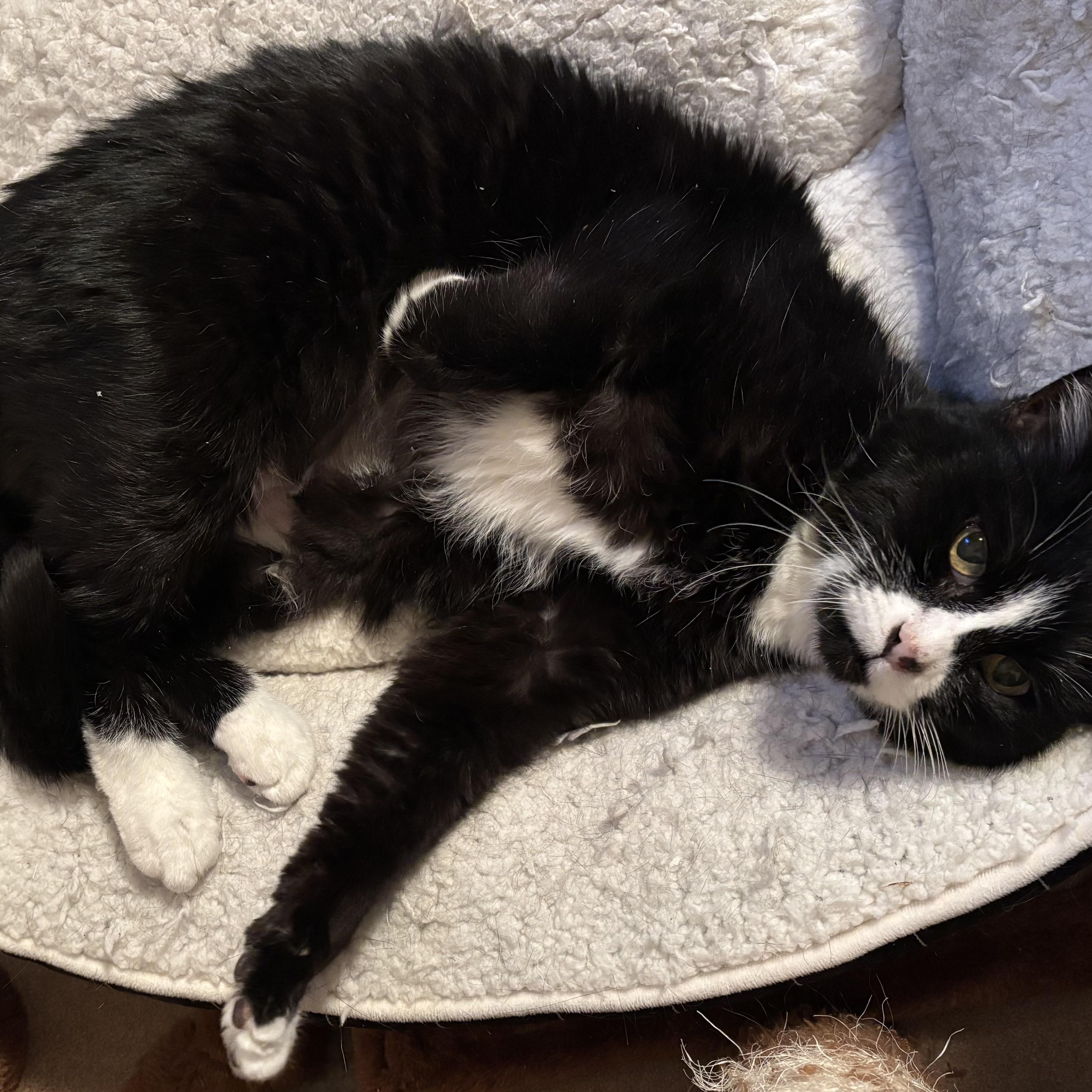 Delta, a ADOPTABLE Domestic Short Hair in Denver, CO image 6/6