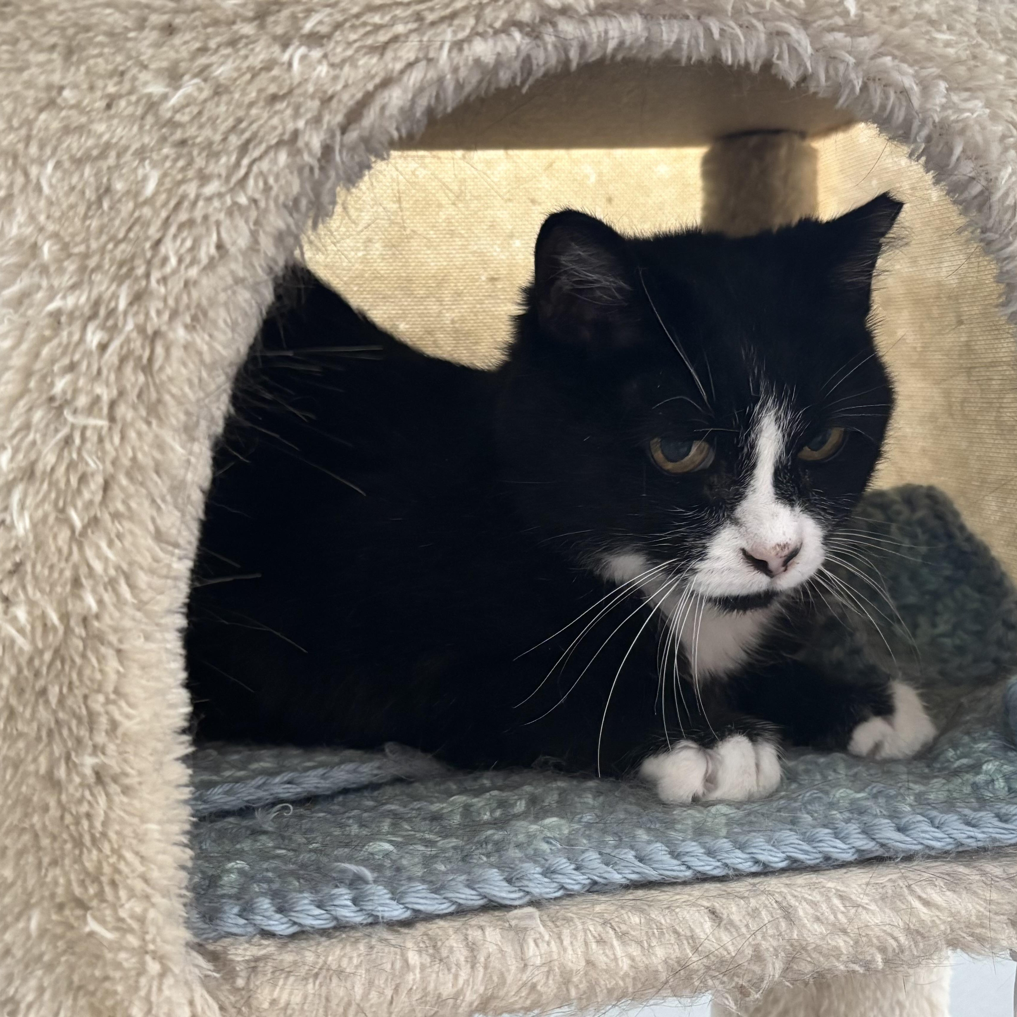 Delta, a ADOPTABLE Domestic Short Hair in Denver, CO image 5/6
