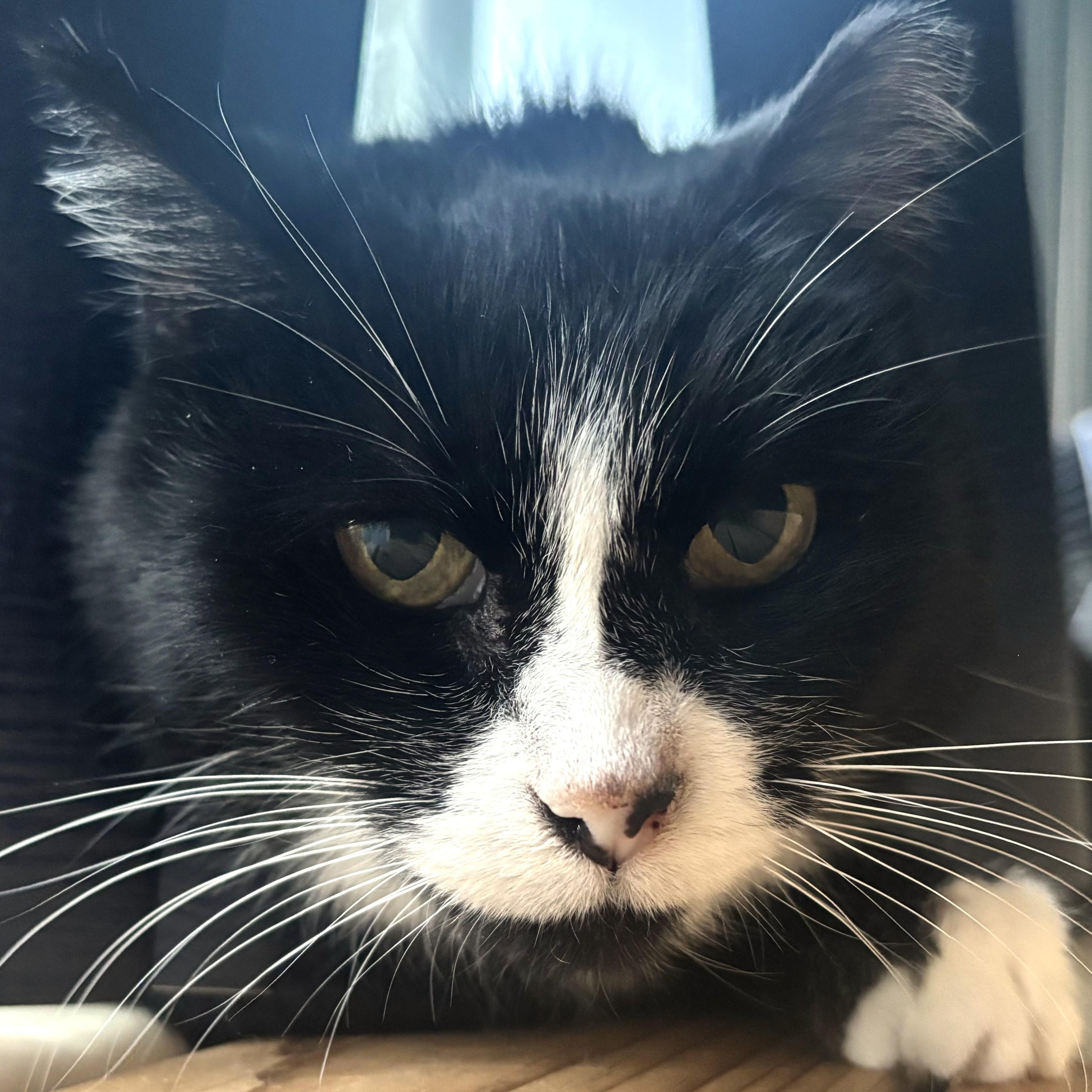 Delta, a ADOPTABLE Domestic Short Hair in Denver, CO image 2/6