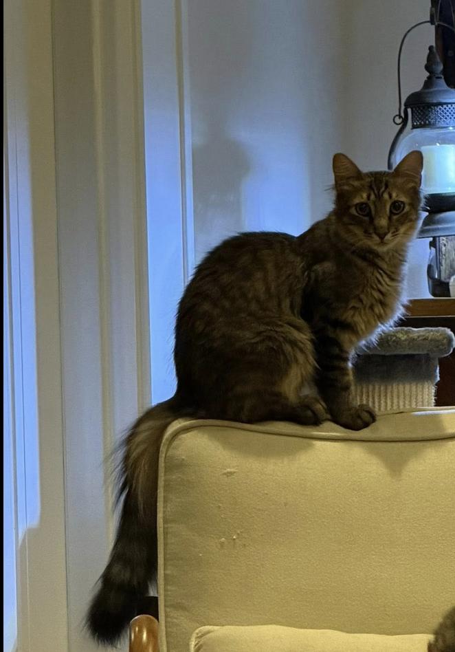 Schitt's Creek: Roland Schitt, a Adoptable mixed breed in Warren, CT image 2/6
