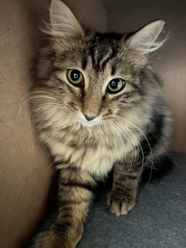 Schitt's Creek: Roland Schitt, a Adoptable mixed breed in Warren, CT image 3/6