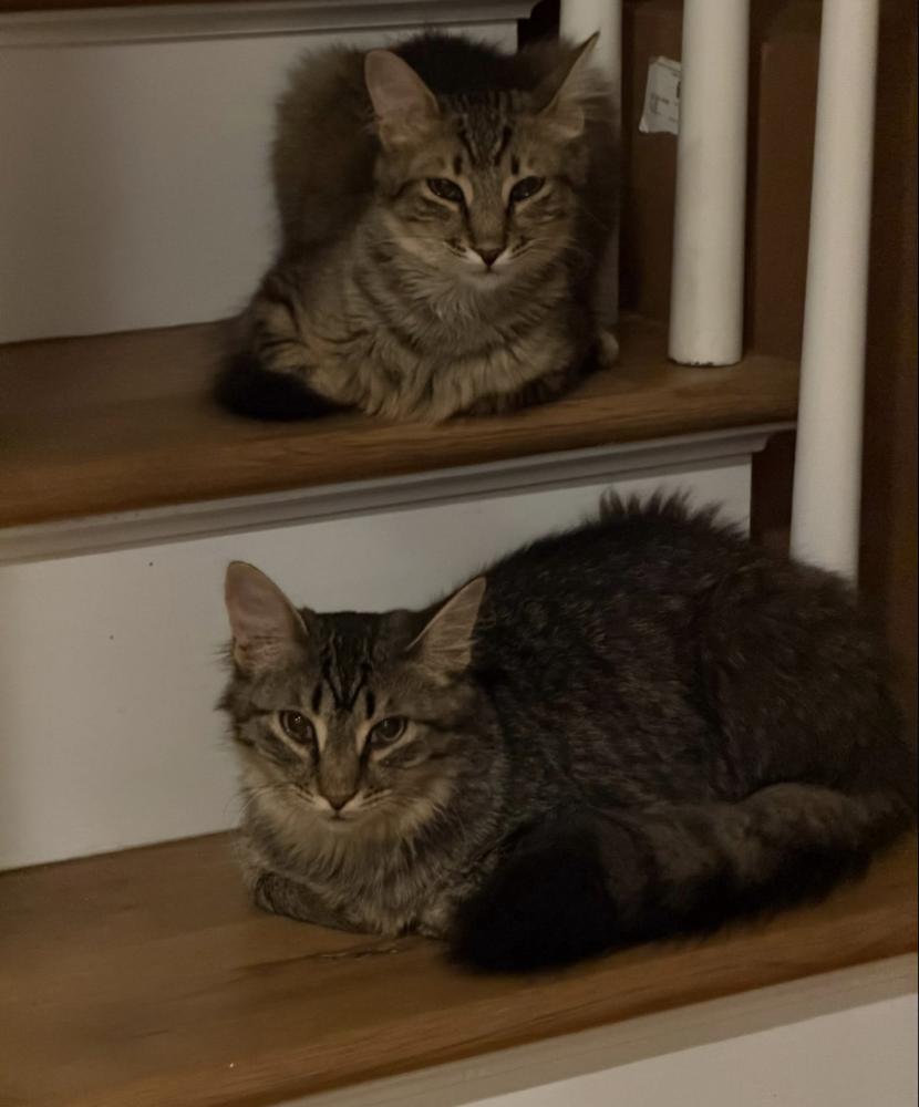 Schitt's Creek: Roland Schitt, a Adoptable mixed breed in Warren, CT image 4/6
