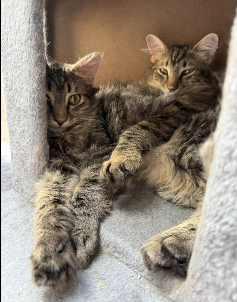 Schitt's Creek: Roland Schitt, a Adoptable mixed breed in Warren, CT image 6/6