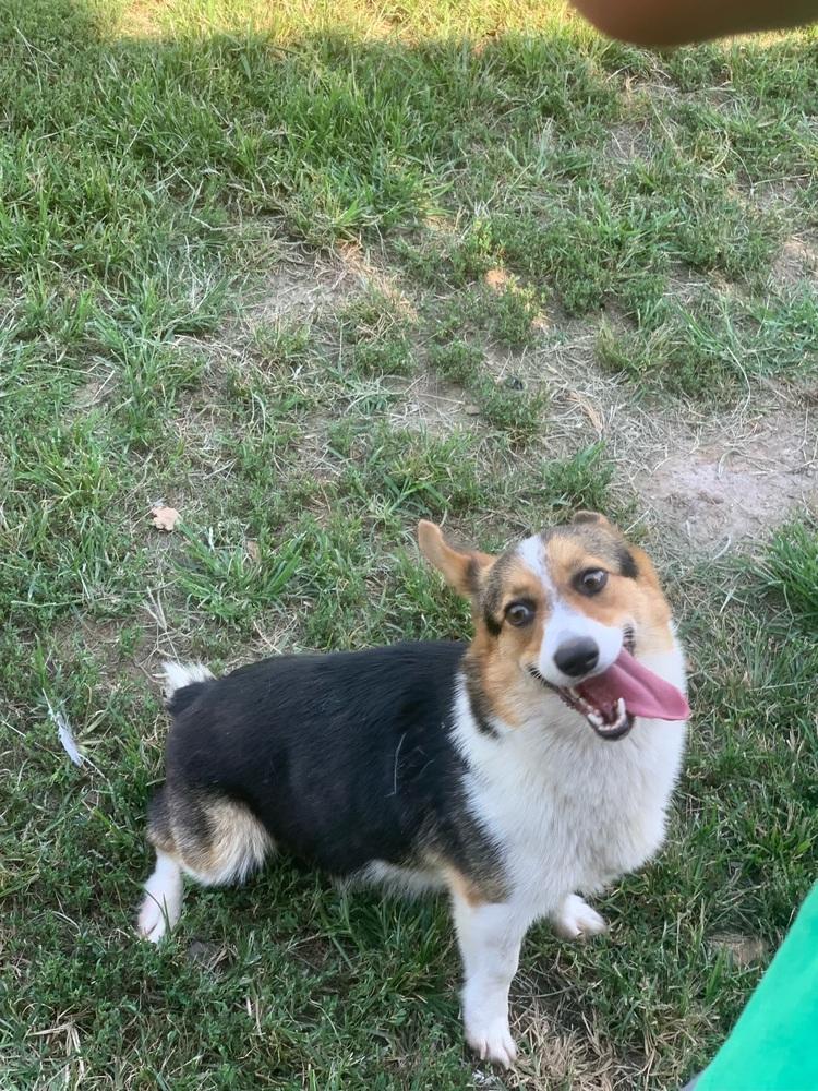 Sasha, Adopted, Adult Female Corgi.