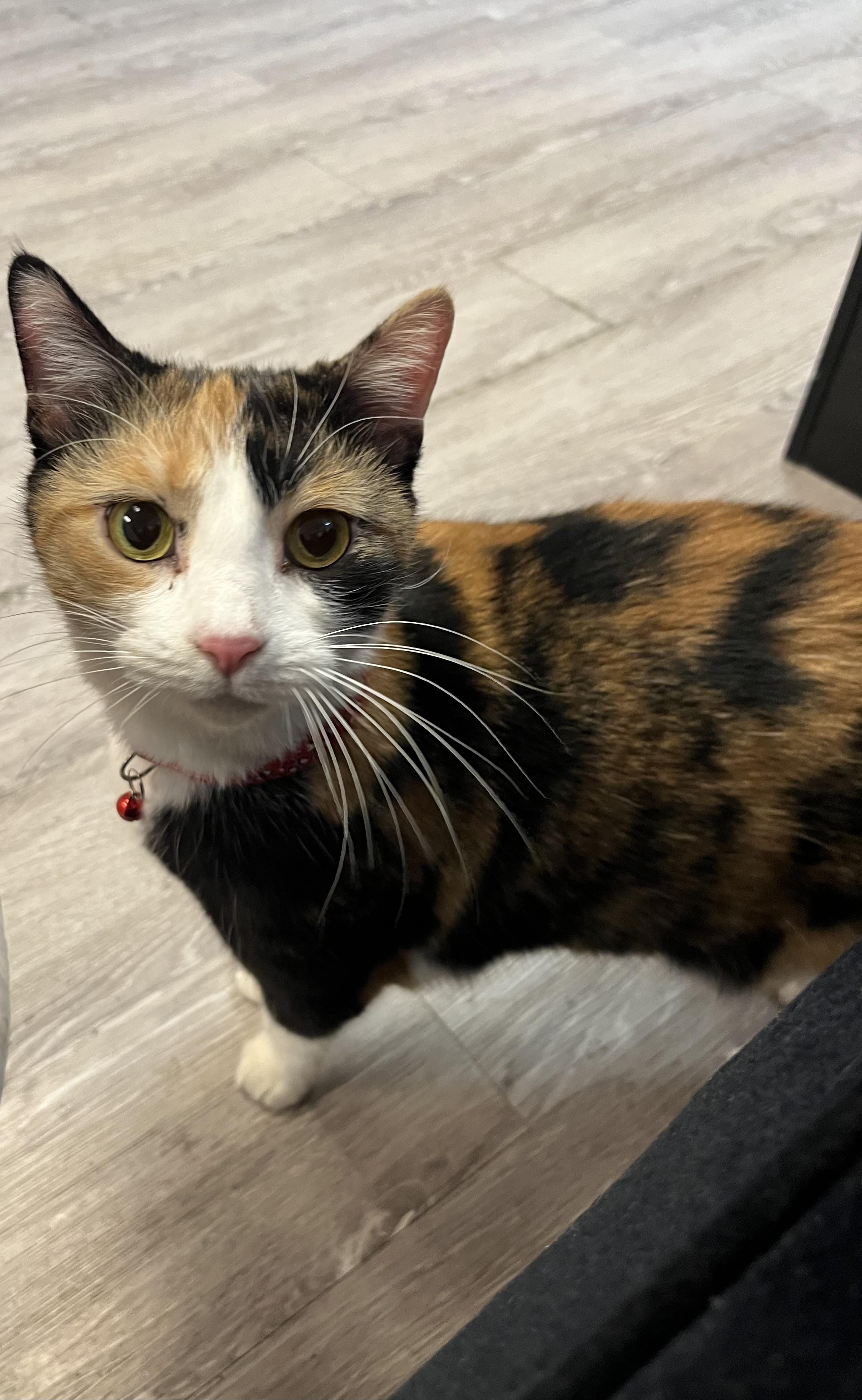 Callie Girl, a Adoptable Domestic Short Hair in Yorktown, IN image 3/4