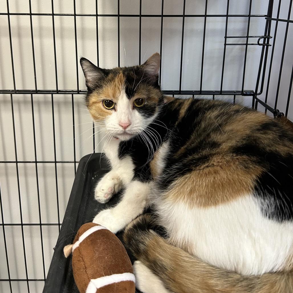 Callie Girl, a Adoptable Domestic Short Hair in Yorktown, IN image 4/4