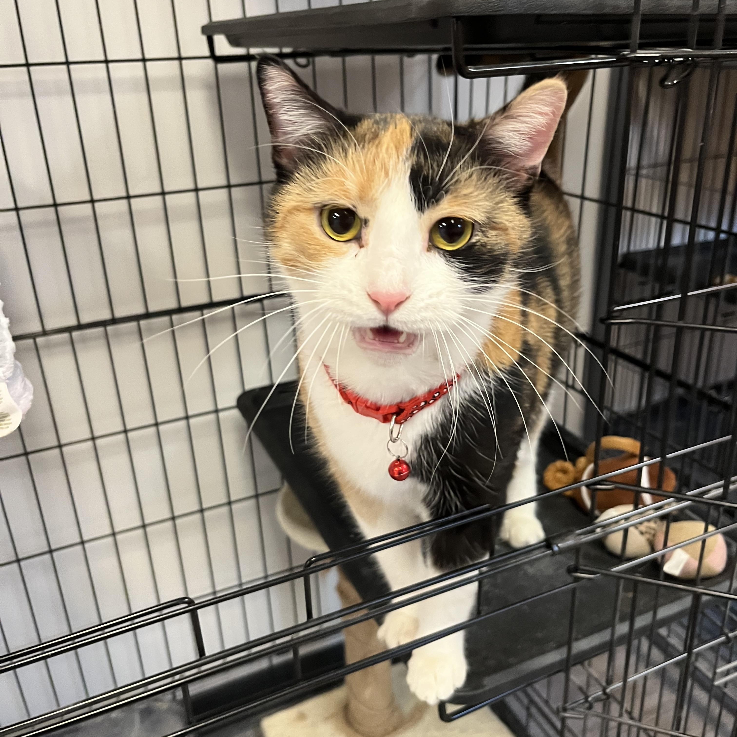 Callie Girl, a Adoptable Domestic Short Hair in Yorktown, IN image 2/4