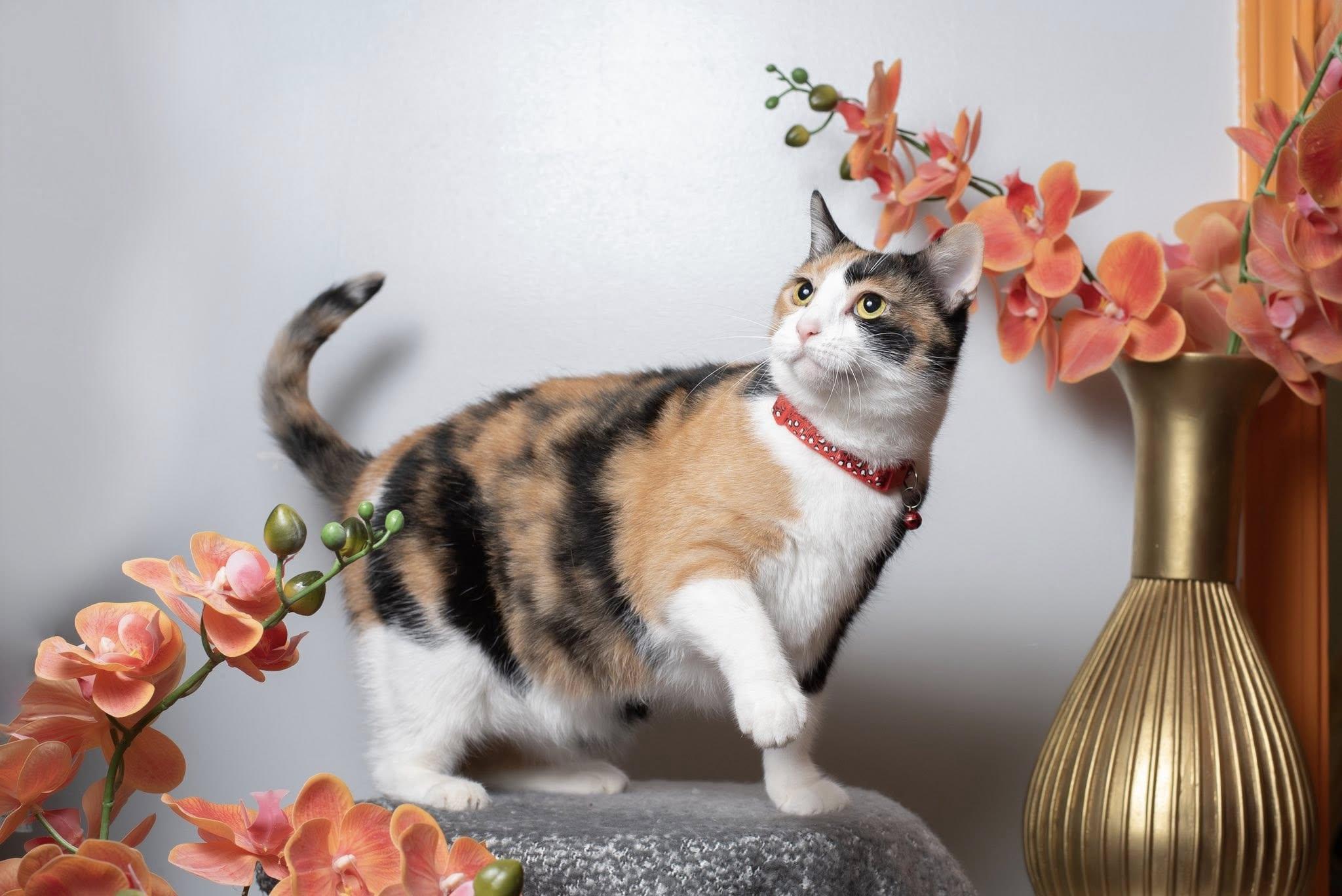 Callie Girl, Adoptable, Adult Female Domestic Short Hair.