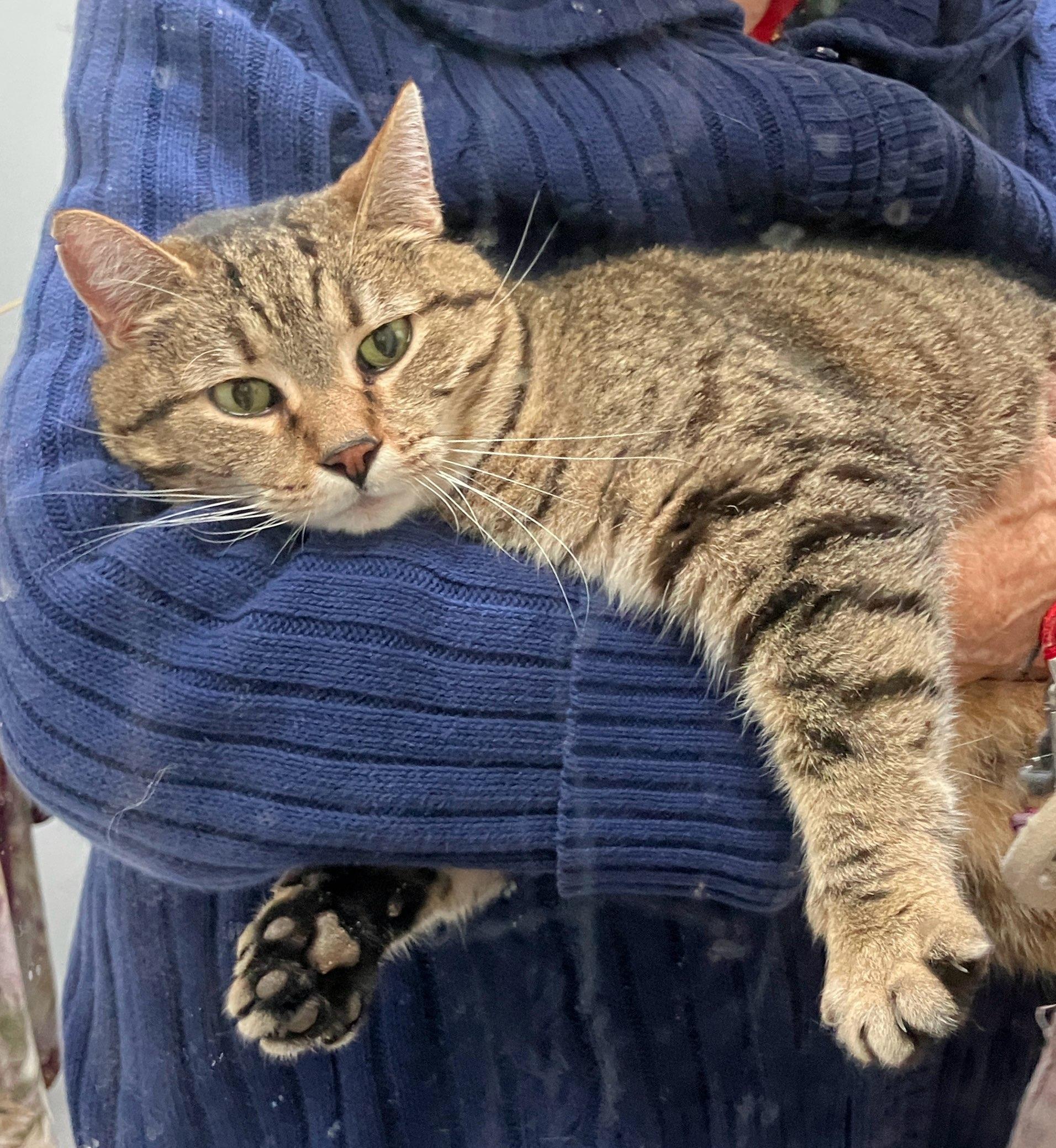 Enlarge Julie, a ADOPTABLE Tabby in Blairsville, GA image 2/2