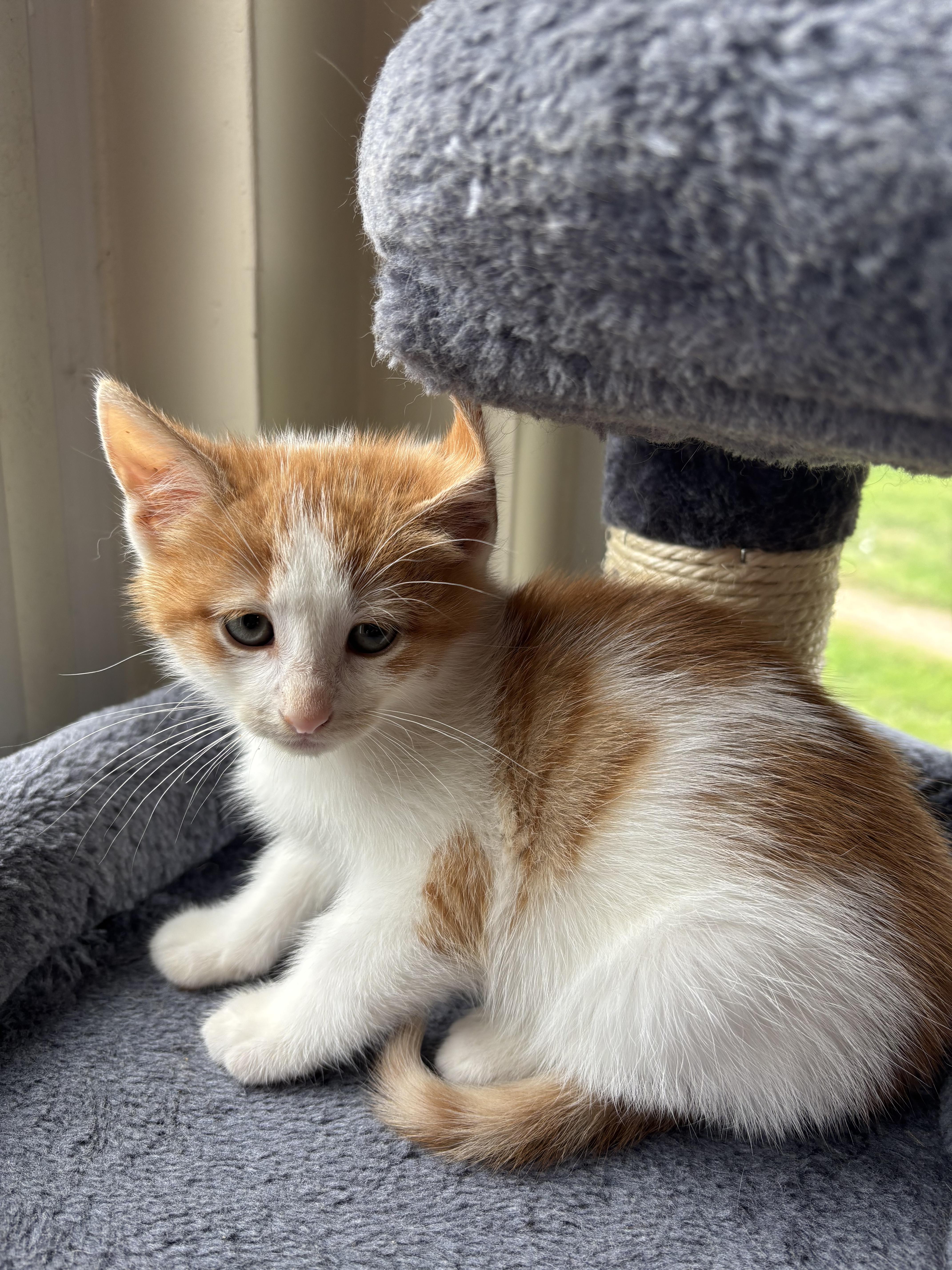 Apollo, Adopted, Young Male Domestic Short Hair.